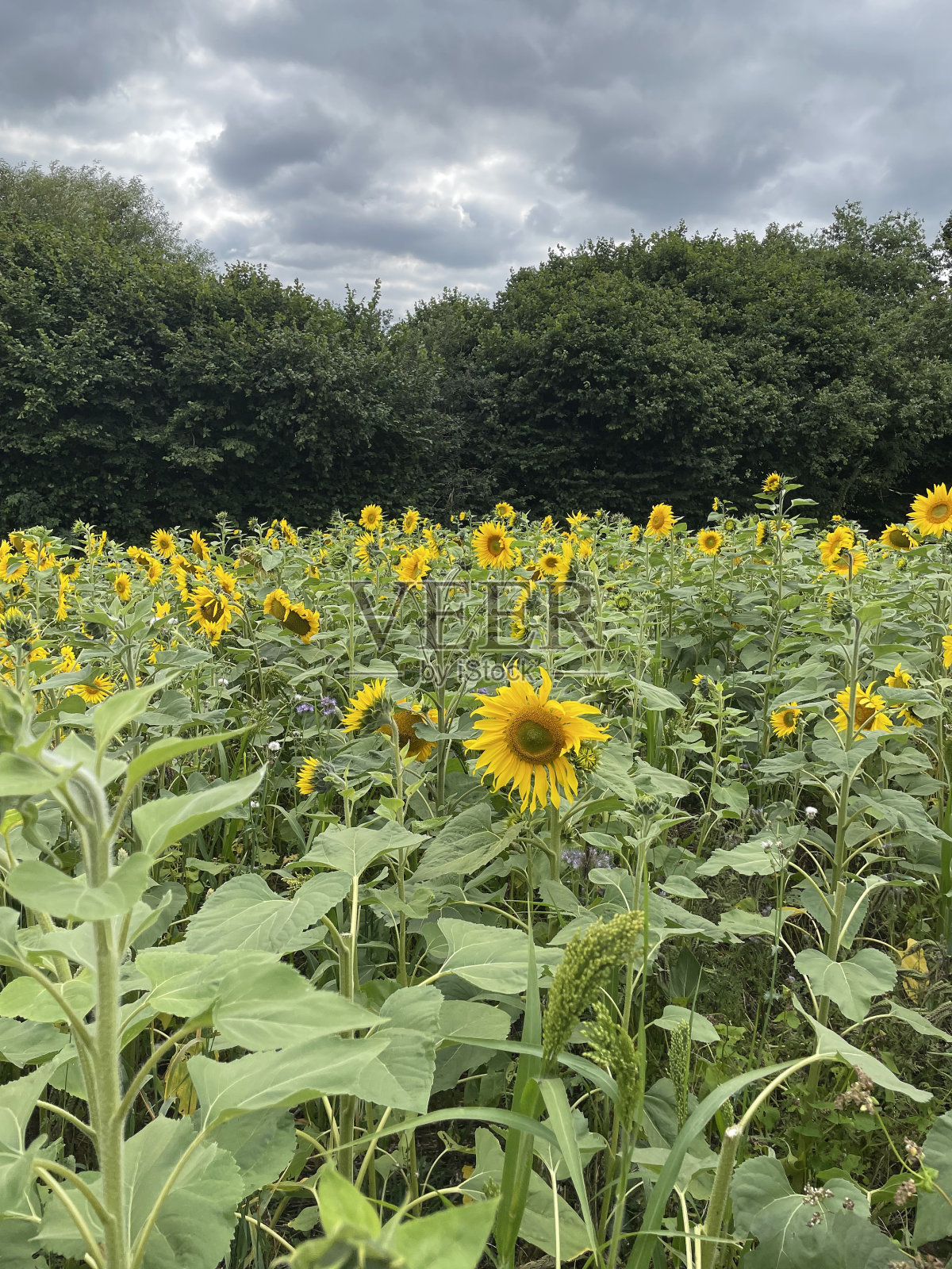 萨默塞特向日葵照片摄影图片