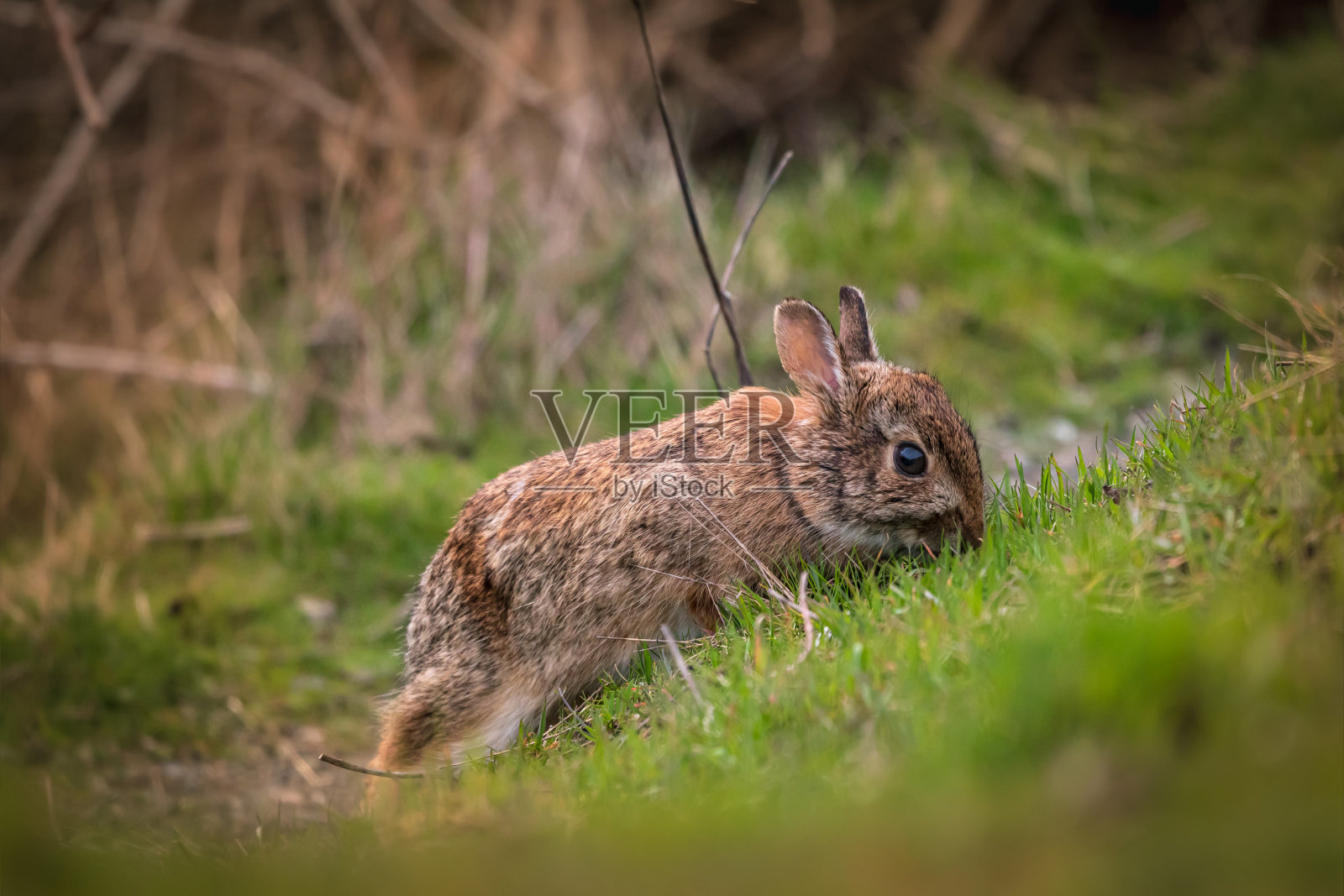 野兔吃草照片摄影图片