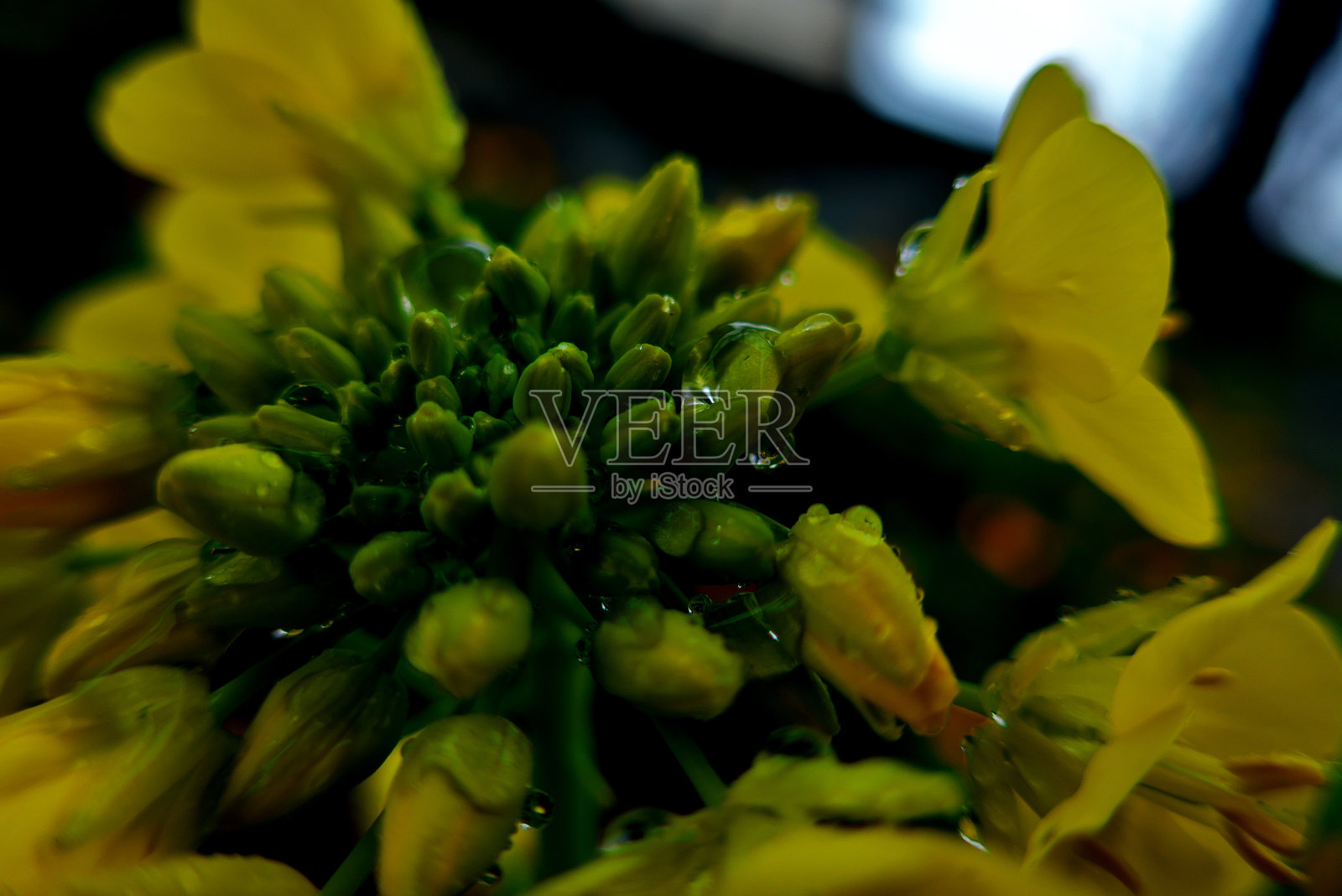 雨天雨落黄花照片摄影图片