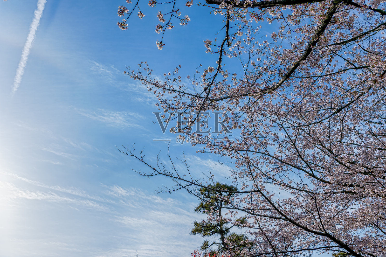 图为,东京北区王子路公园里盛开的樱花照片摄影图片