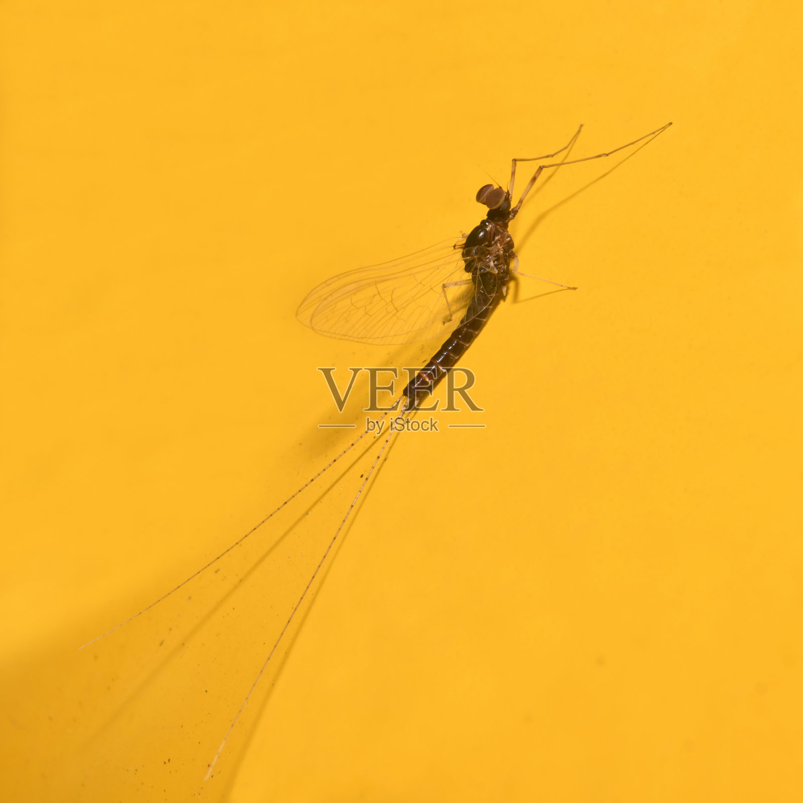 五月蝇龙龙照片摄影图片