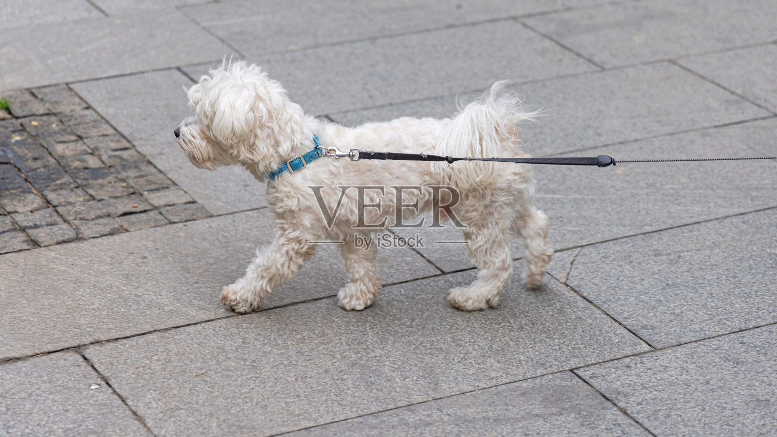 马耳他贵宾犬照片摄影图片
