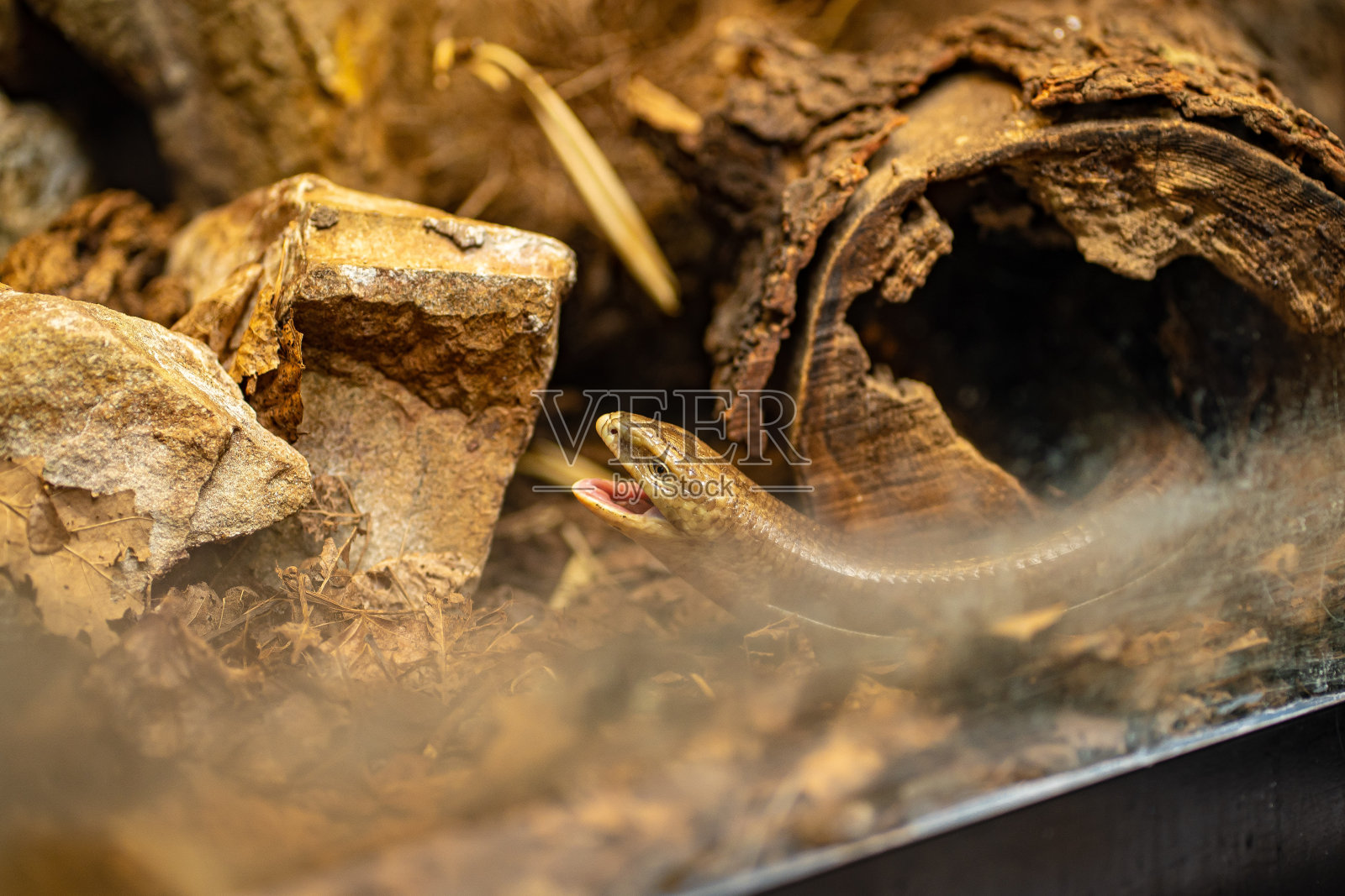 这是sheltopusik, Pseudopus apodus,也被称为Pallas玻璃蜥蜴的特写照片摄影图片