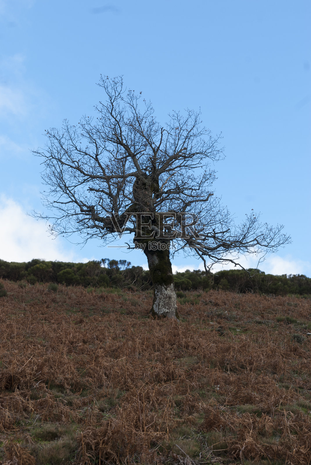 山坡上一棵孤零零的干栗树,地上有蕨类植物,天空蔚蓝,云朵垂直照片摄影图片