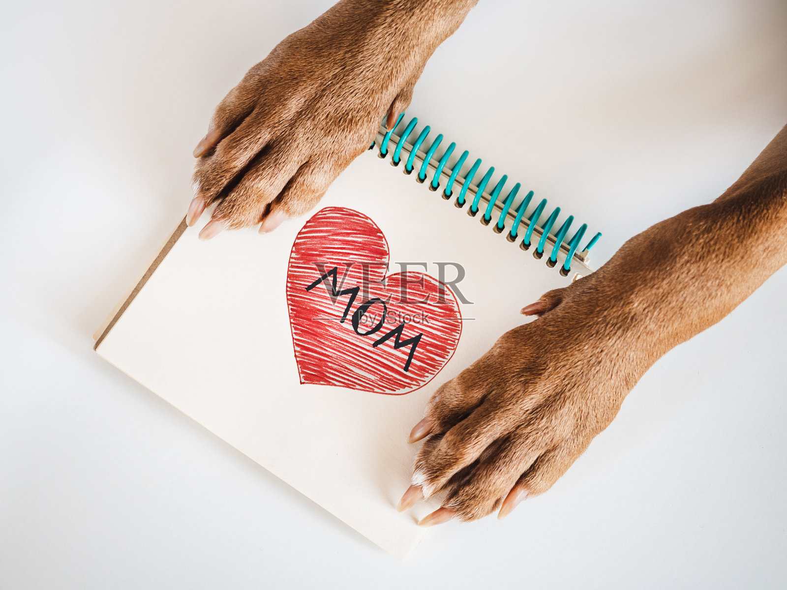 可爱的棕色小狗。特写,室内,俯视图照片摄影图片