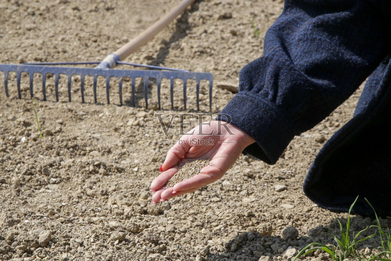 手里拿着草籽。种植草。播种和种植草坪的过程。联赛的照片。照片摄影图片