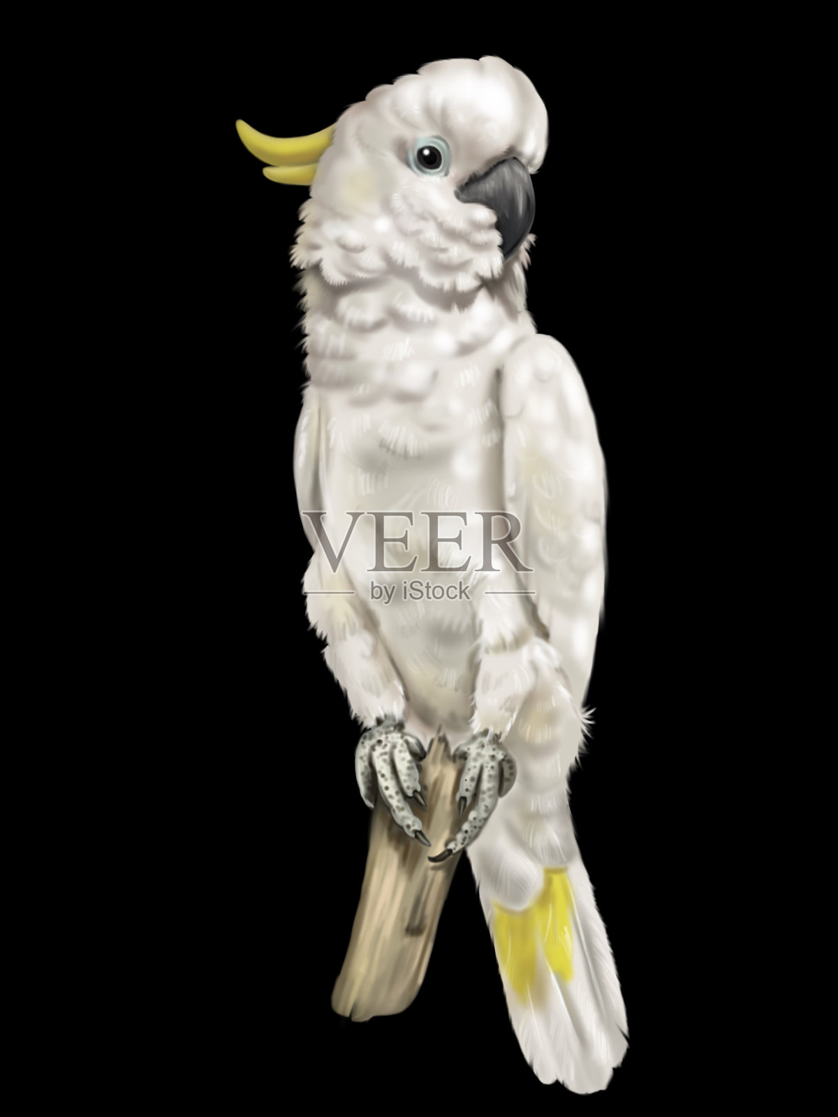Sulphur-crested风头鹦鹉。白鹦鹉水彩插图。现实的鸟插画图片素材