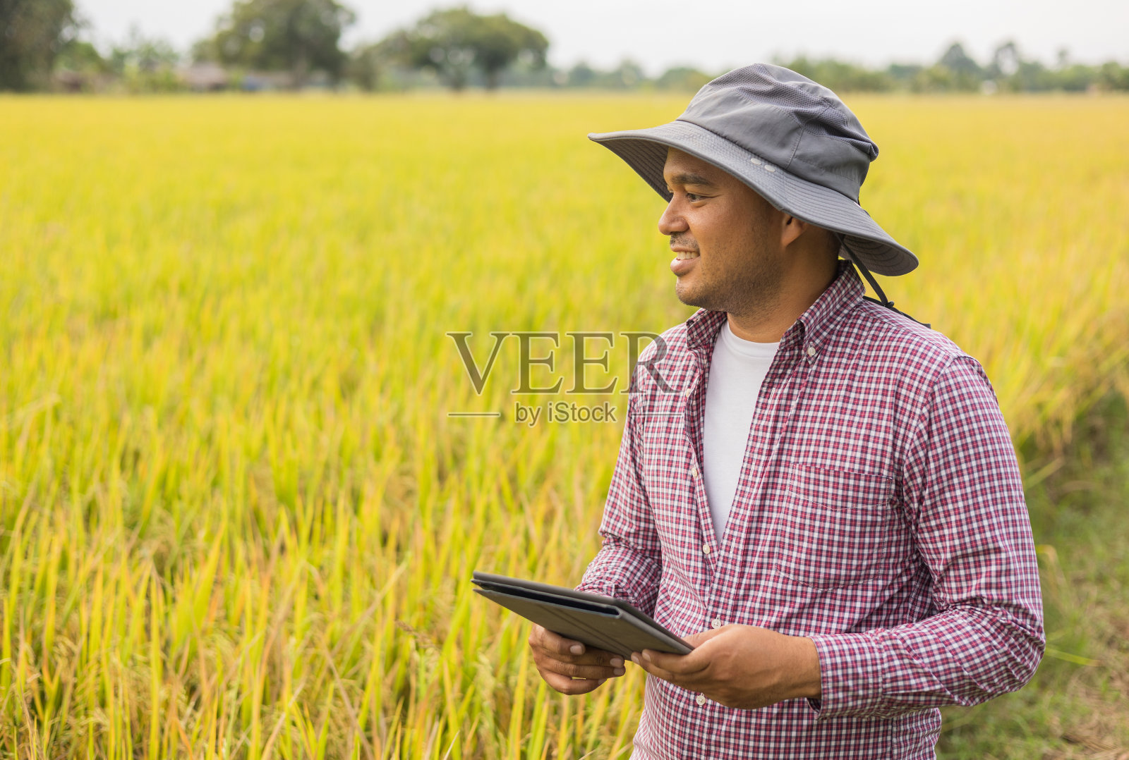 聪明的农民使用一种技术来研究和开发农业稻田。农民检查稻田的生长质量照片摄影图片