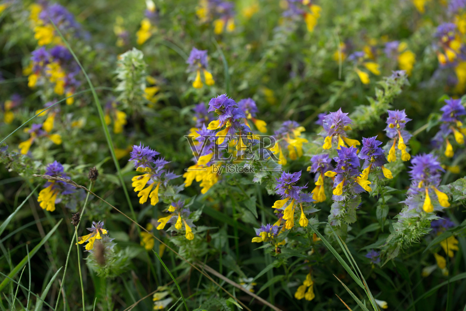 明亮的夏日花朵,美丽而饱和的色调照片摄影图片
