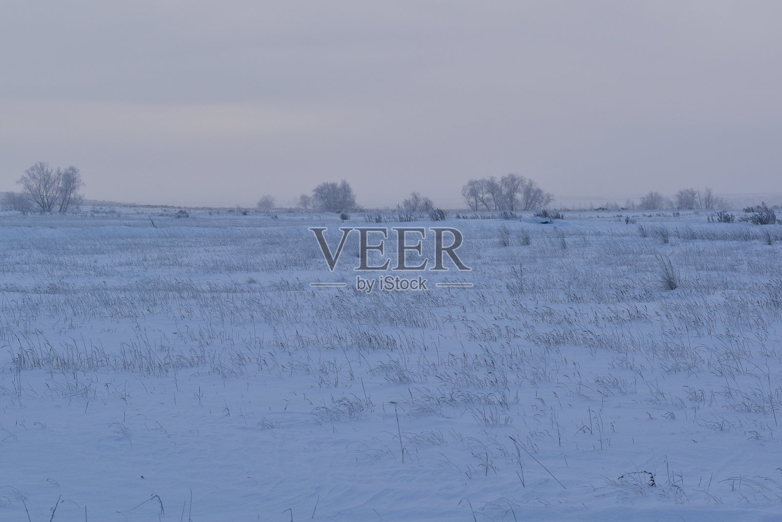 冬天清晨有雾有霜。白雪覆盖的田野上,美丽的草地上结了霜照片摄影图片