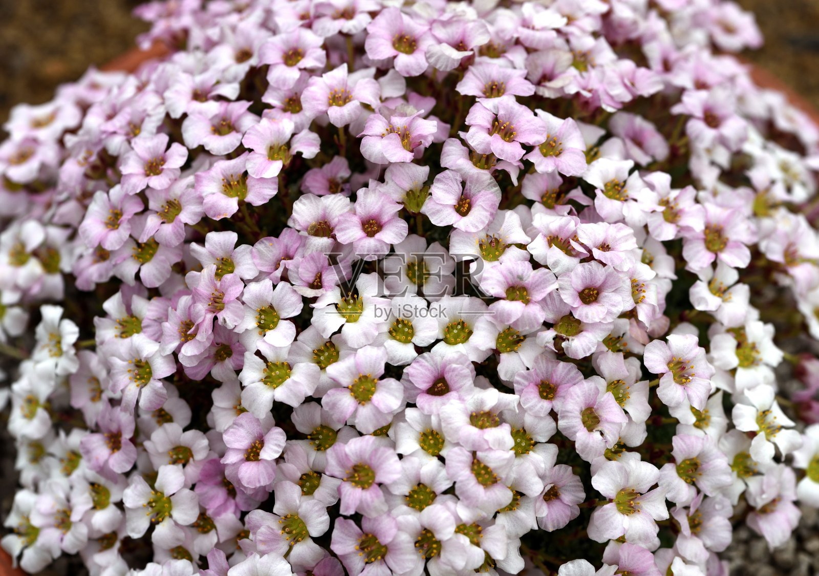 萨克西弗拉加特内里费岛照片摄影图片