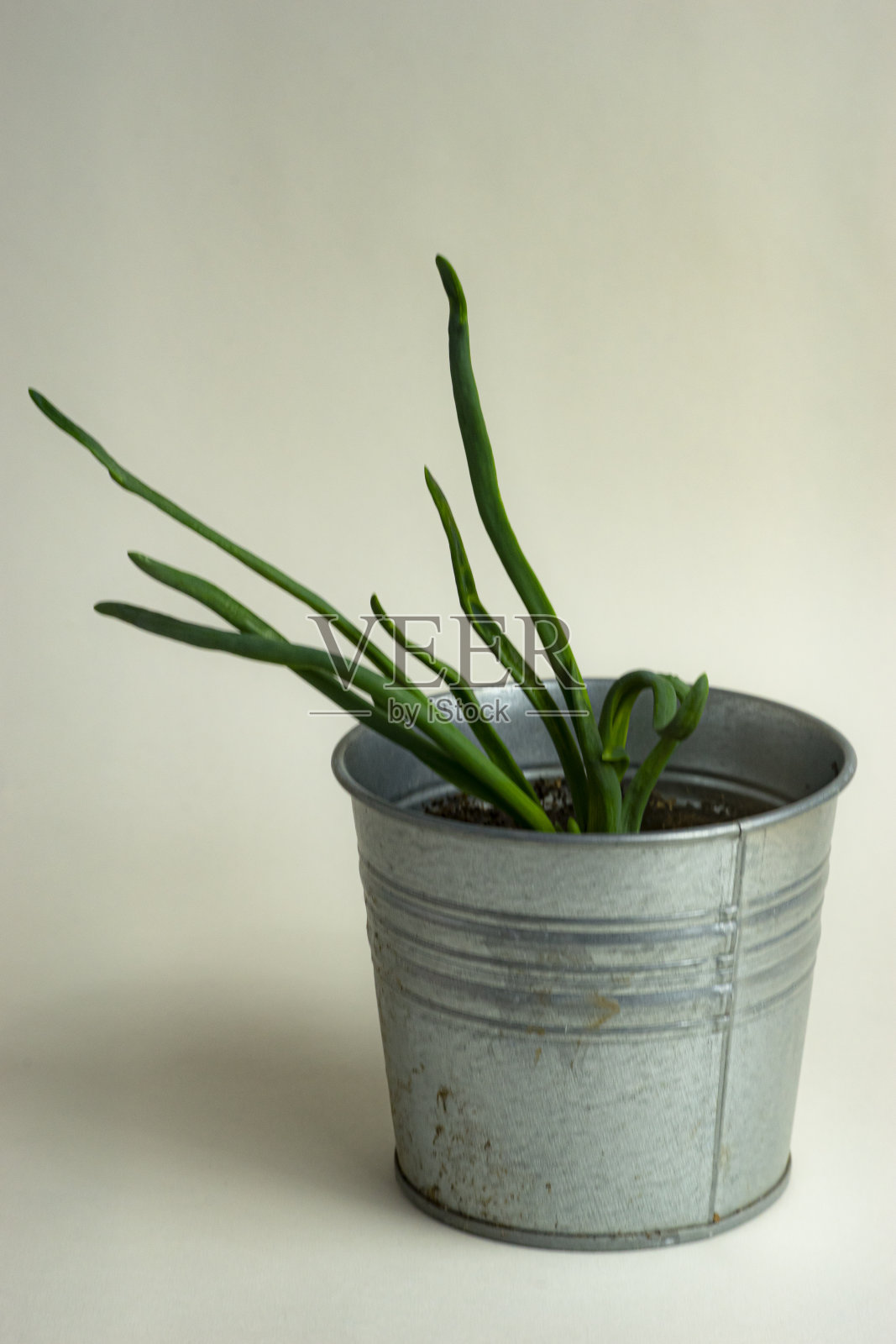 洋葱种植照片摄影图片