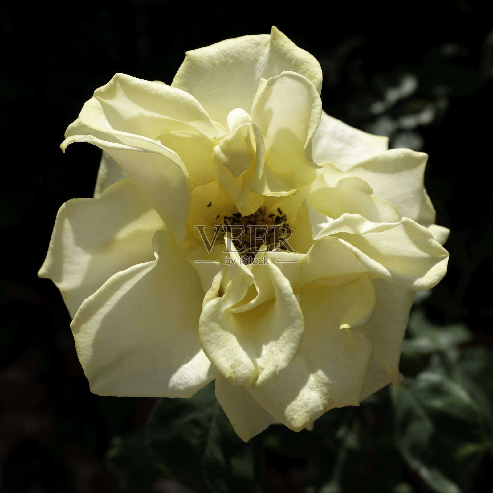 黄玫瑰照片摄影图片