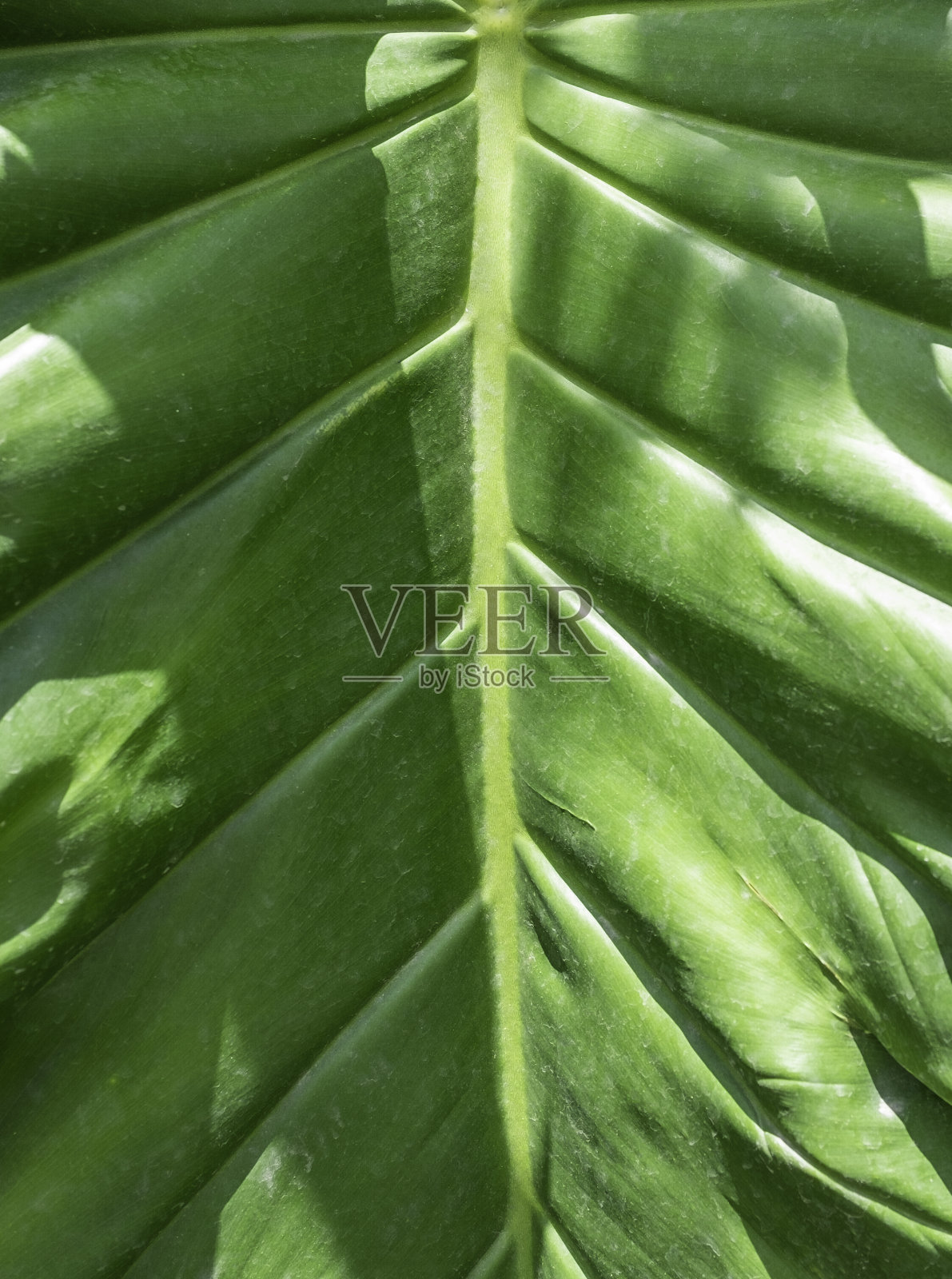 一个大的热带植物叶子的特写照片摄影图片