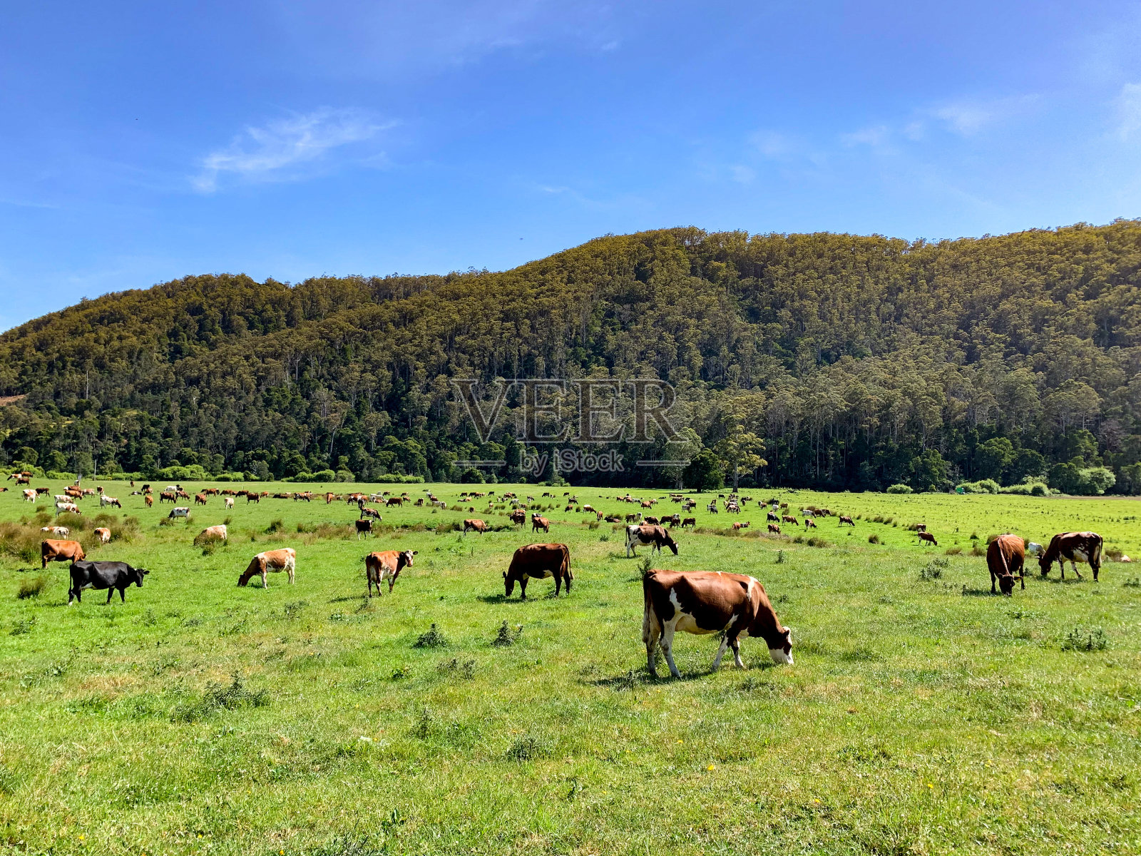 澳大利亚塔斯马尼亚,在绿草上吃草的牛照片摄影图片
