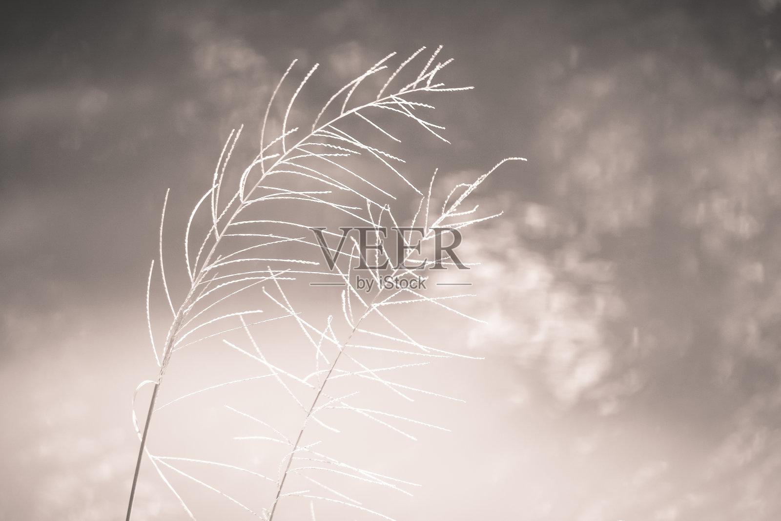 草的花的照片摄影图片