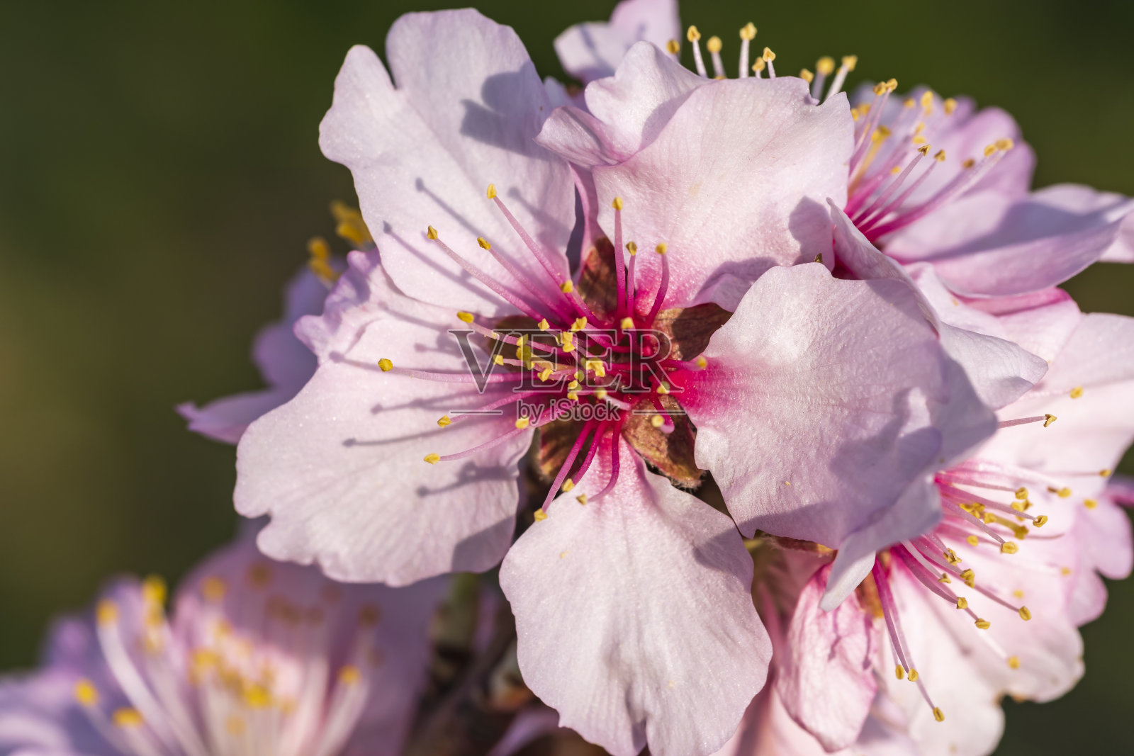 在普法尔茨/德国盛开的杏花照片摄影图片