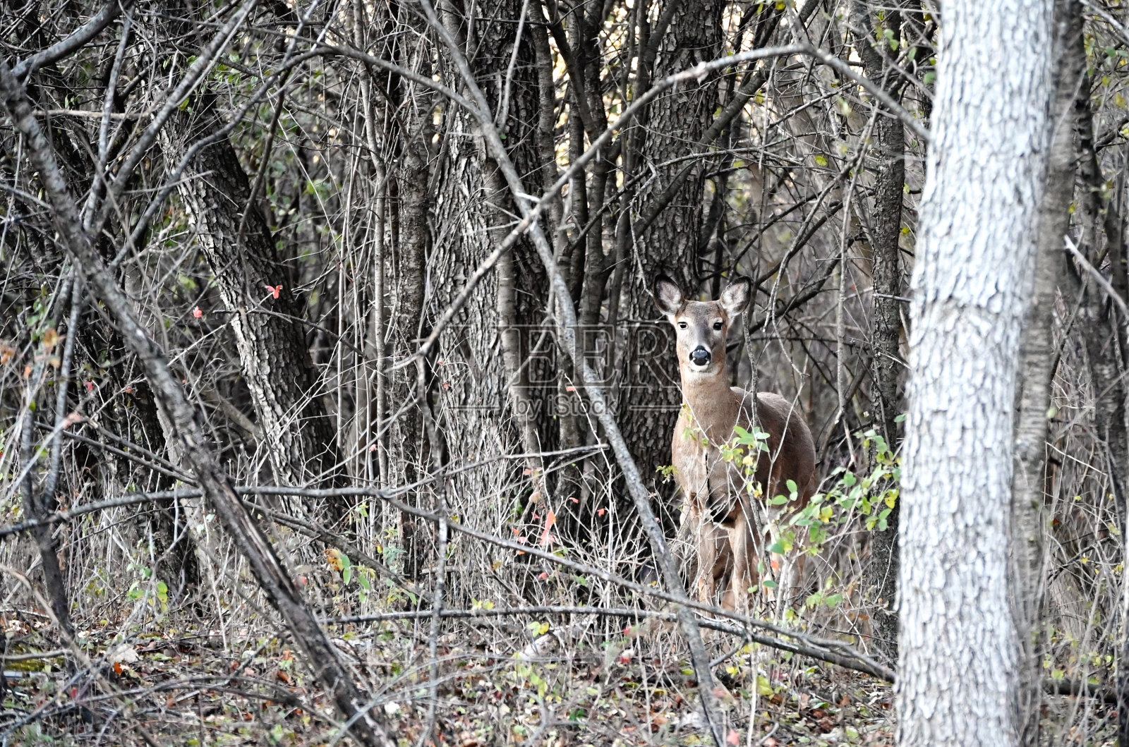 森林里的鹿照片摄影图片