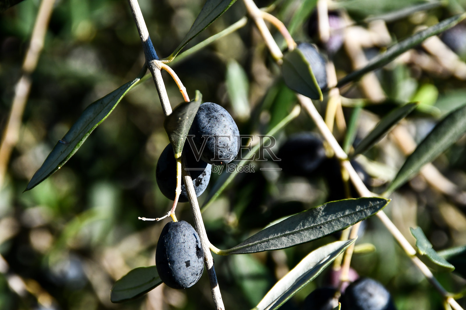 树枝上的蓝莓,数码照片图片作为背景照片摄影图片