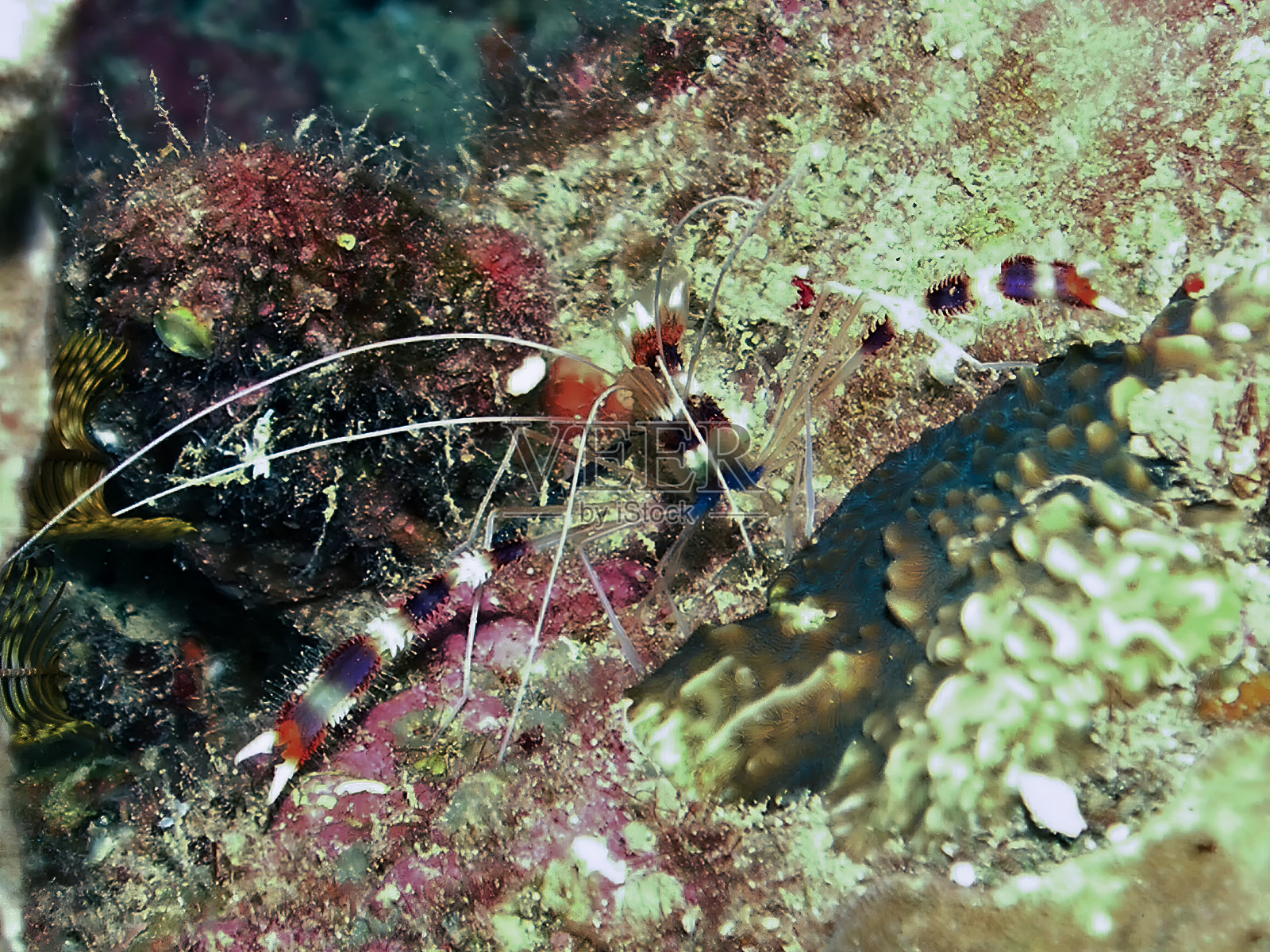 埃及红海中的带状拳击虾照片摄影图片