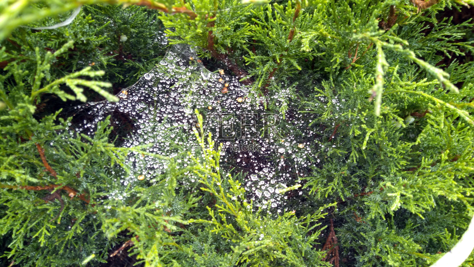 绿色的针叶树与蜘蛛网和水滴的特写照片摄影图片