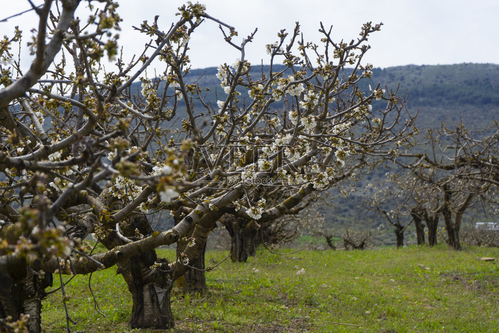 樱花盛开在田野里照片摄影图片