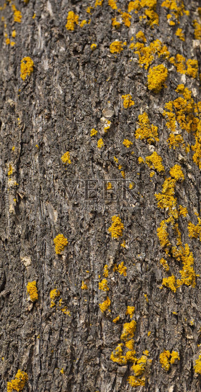 纹理树树皮与地衣照片摄影图片