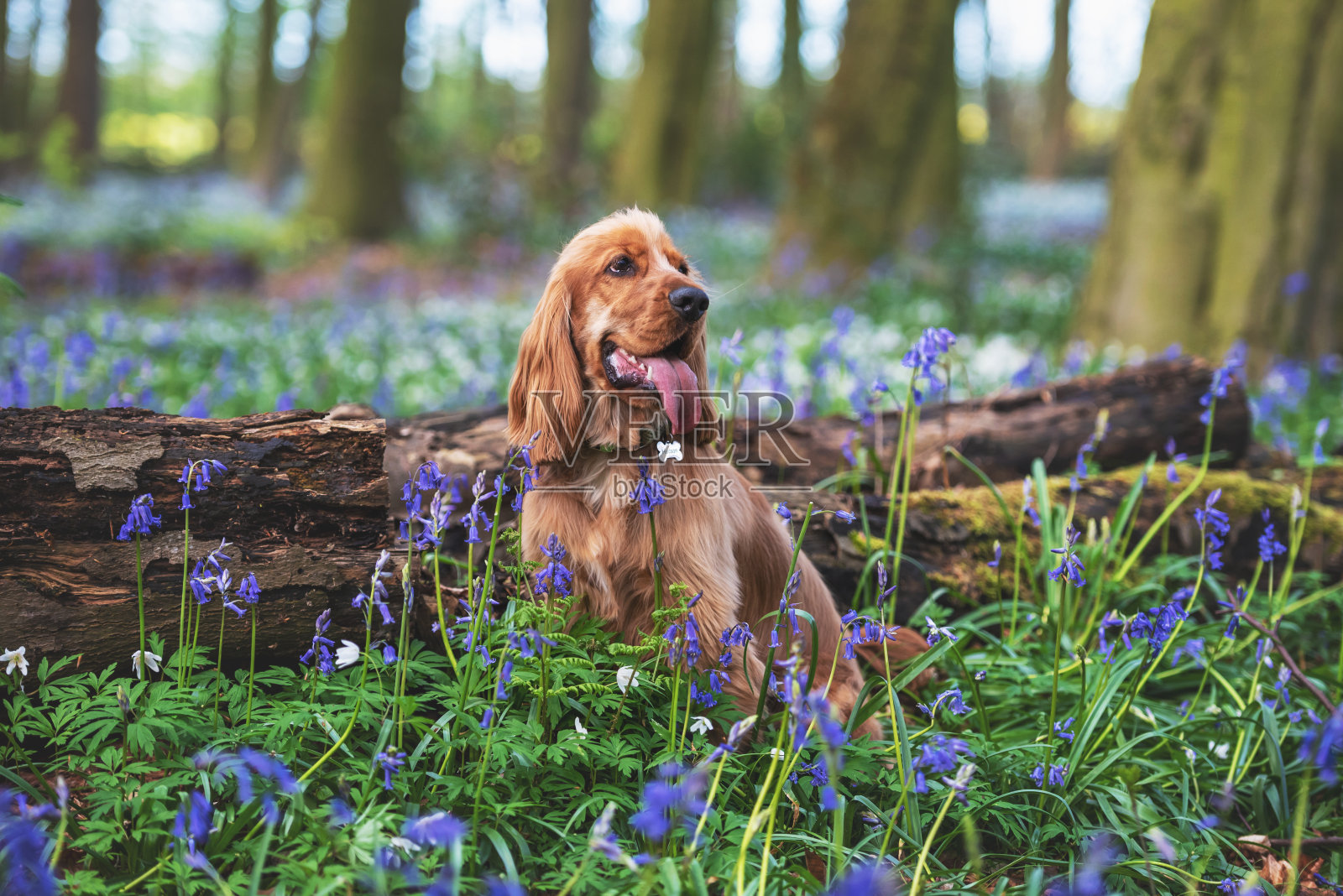 可卡犬在风铃草里玩耍照片摄影图片