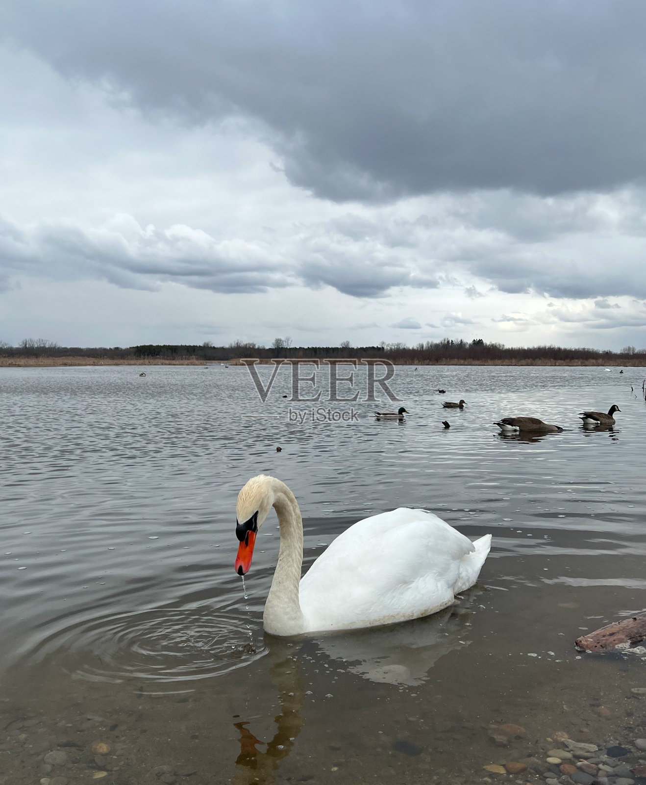 池塘里的天鹅,嘴里滴着水照片摄影图片