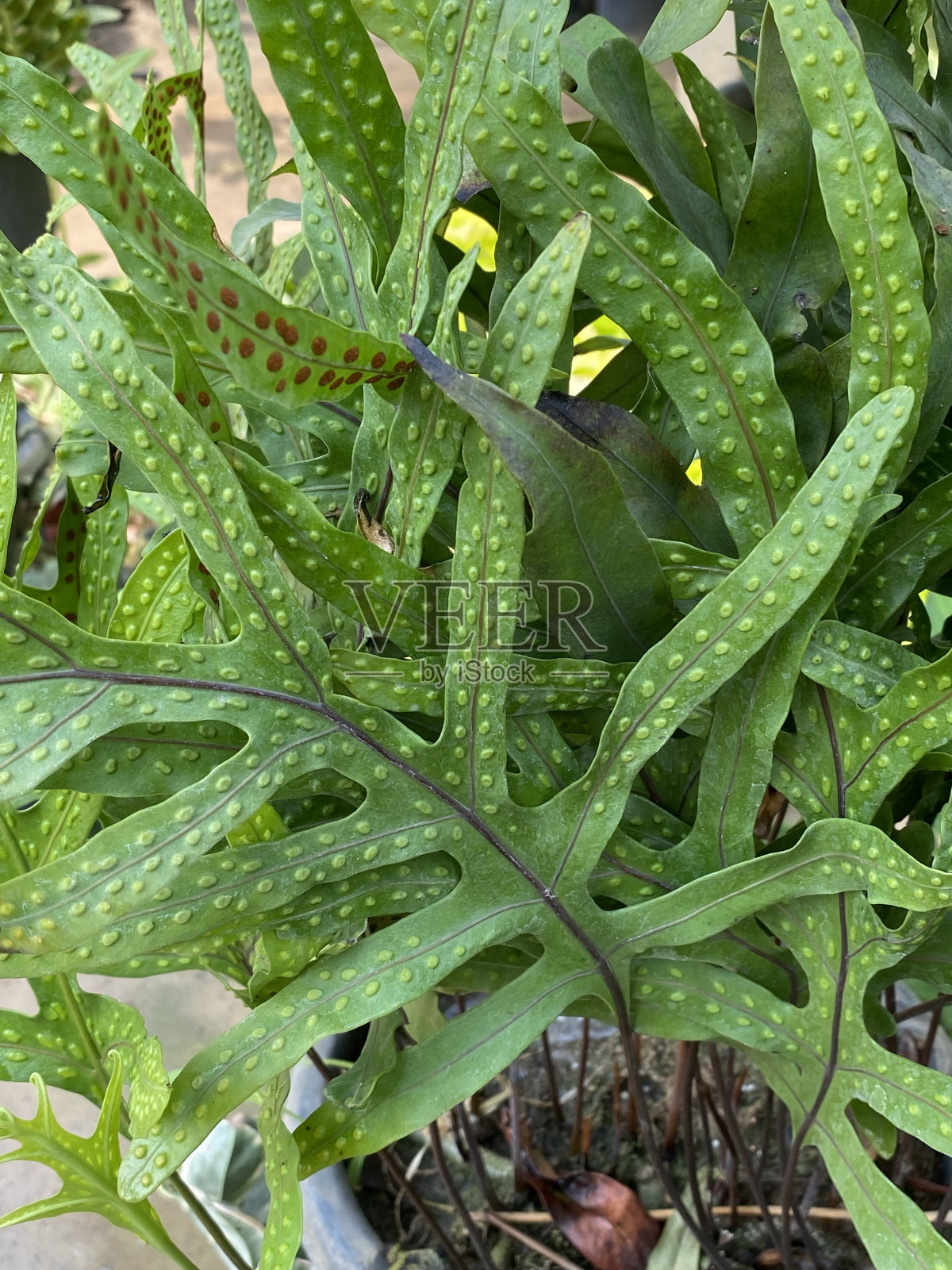 羊草,袋鼠爪蕨照片摄影图片
