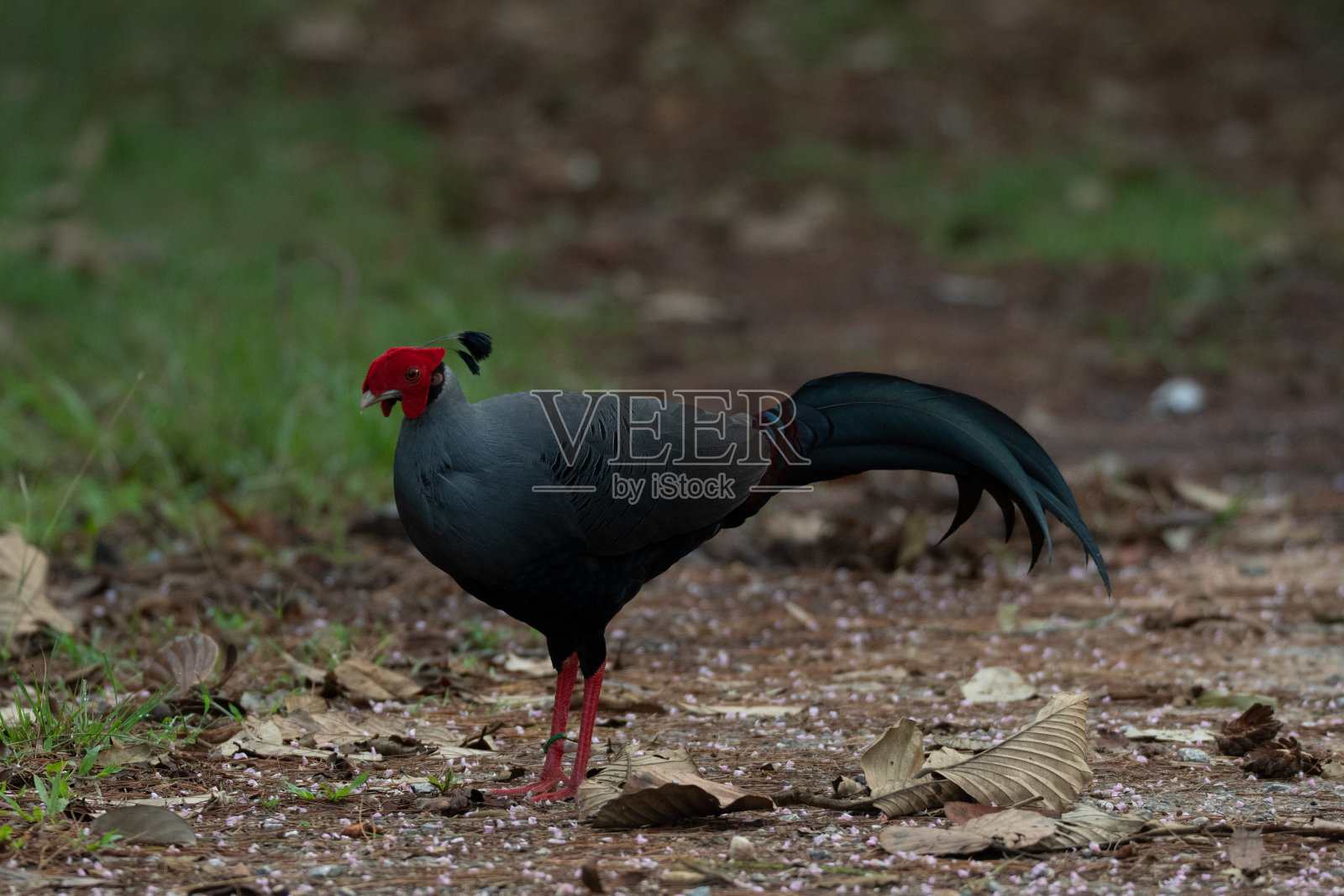 野生雄性野鸡照片摄影图片