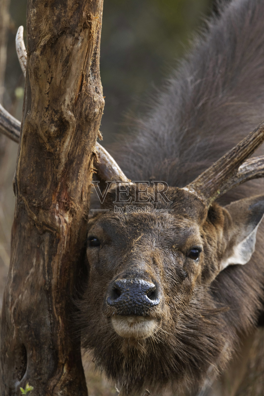 黑鹿,鲁萨单色,牡鹿,中央邦,印度照片摄影图片