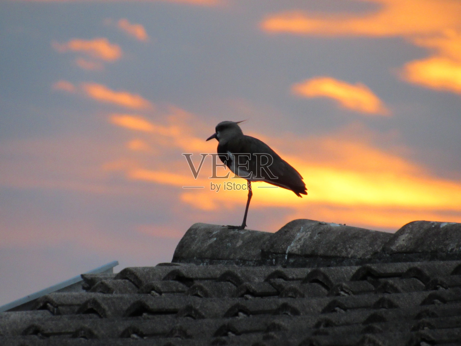 南田凫栖息在屋顶上照片摄影图片