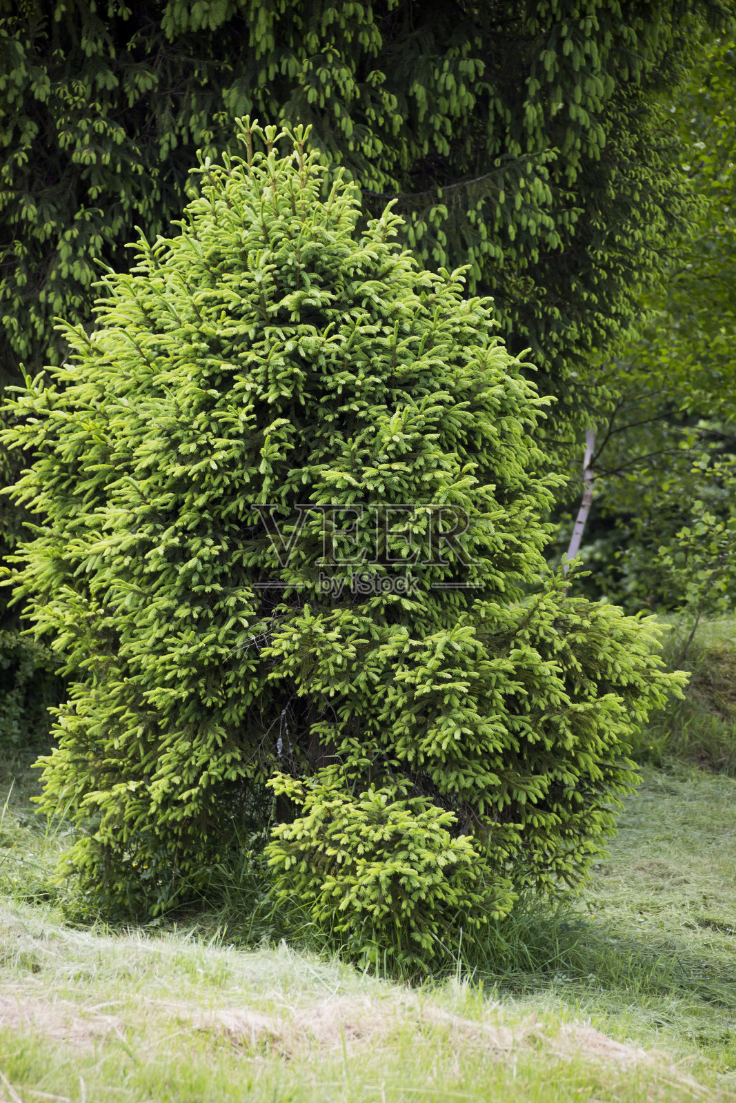 乌克兰喀尔巴阡山森林附近的一棵孤独的云杉照片摄影图片