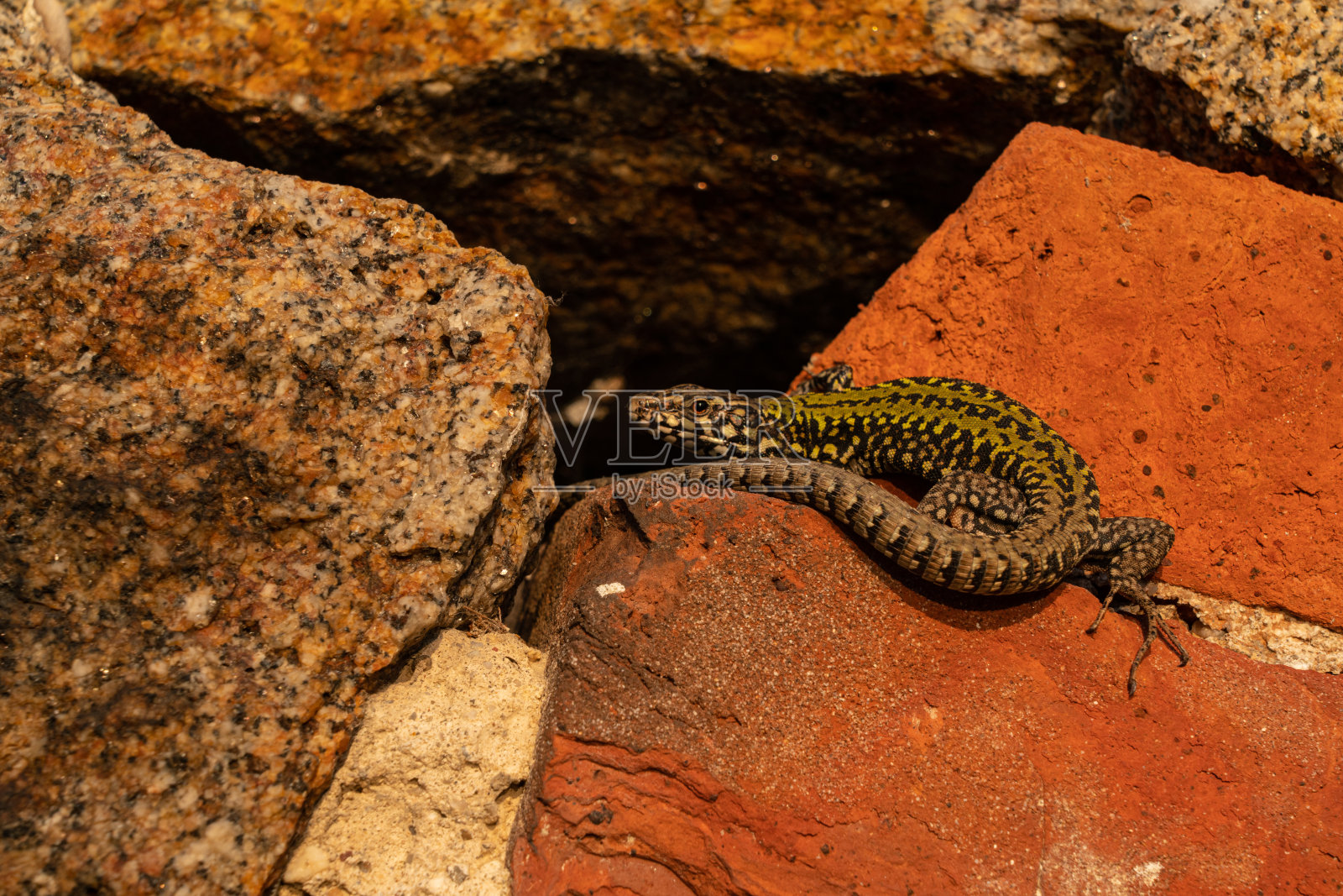 在温暖的夜晚灯光下的壁虎。照片摄影图片