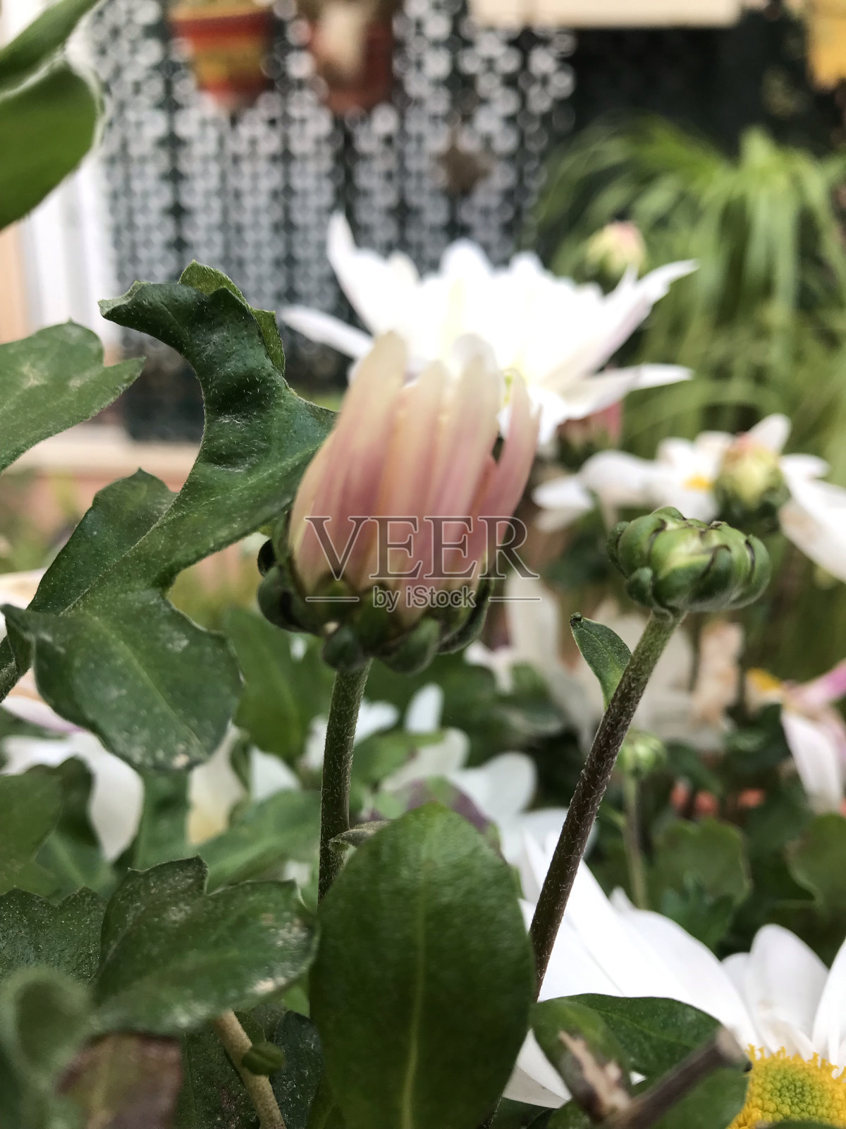 自然照片摄影图片