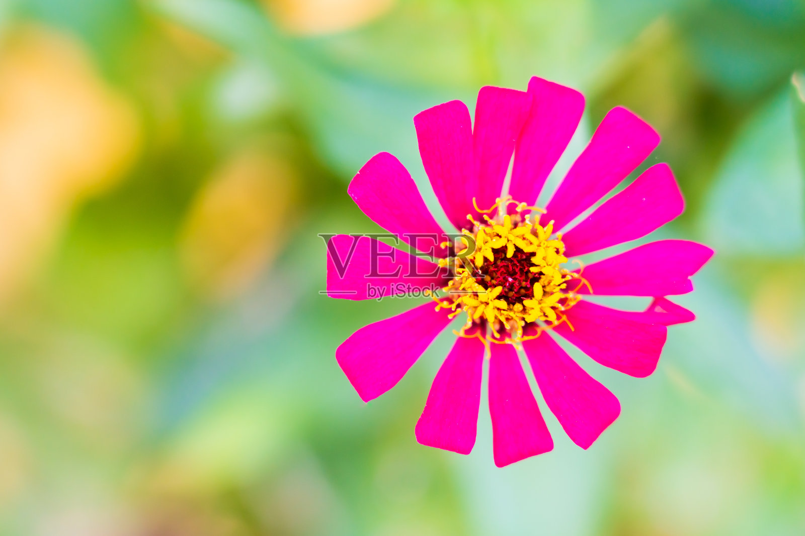 美丽盛开的粉红色百日菊花照片摄影图片