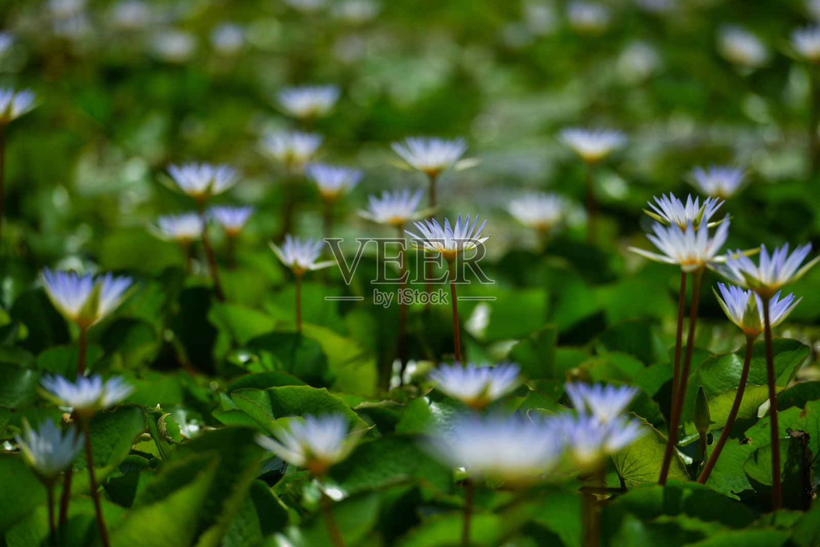 对象和性质照片摄影图片