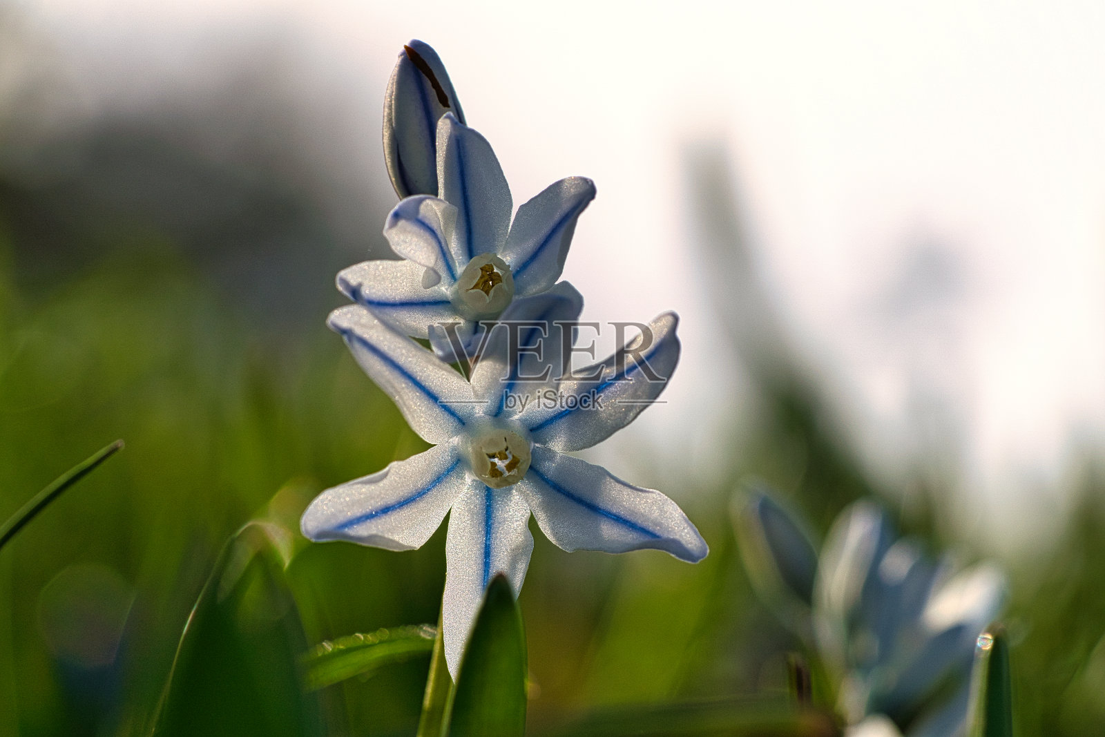 普通的风信子开花早,预示着春天的到来。在复活节开花。照片摄影图片