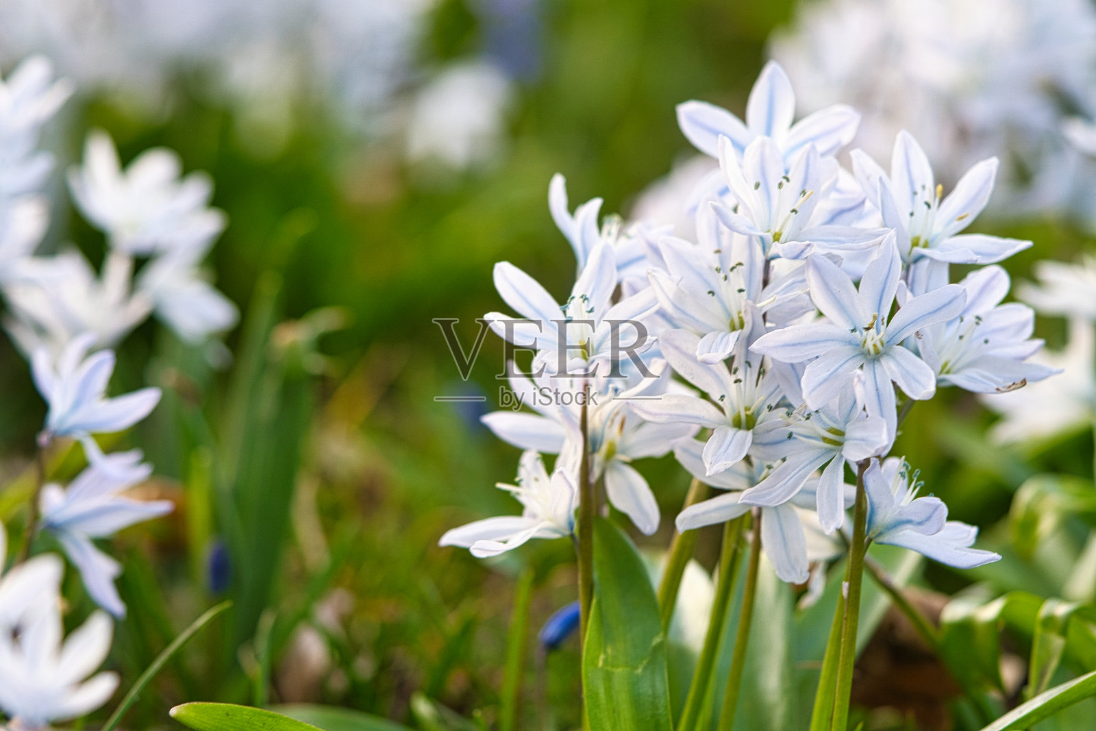 普通的风信子开花早,预示着春天的到来。在复活节开花。照片摄影图片