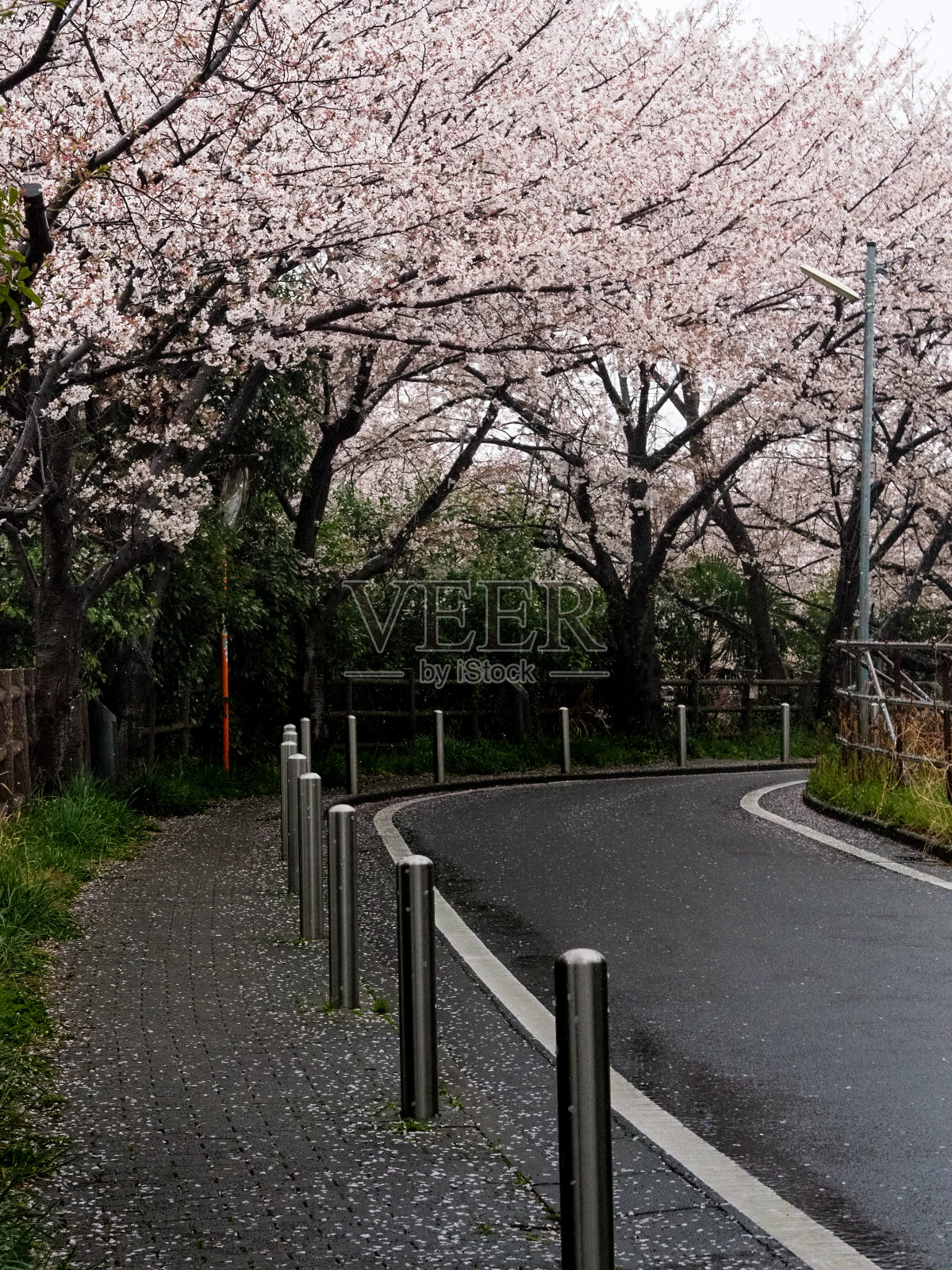 雨中一排排的樱桃树照片摄影图片