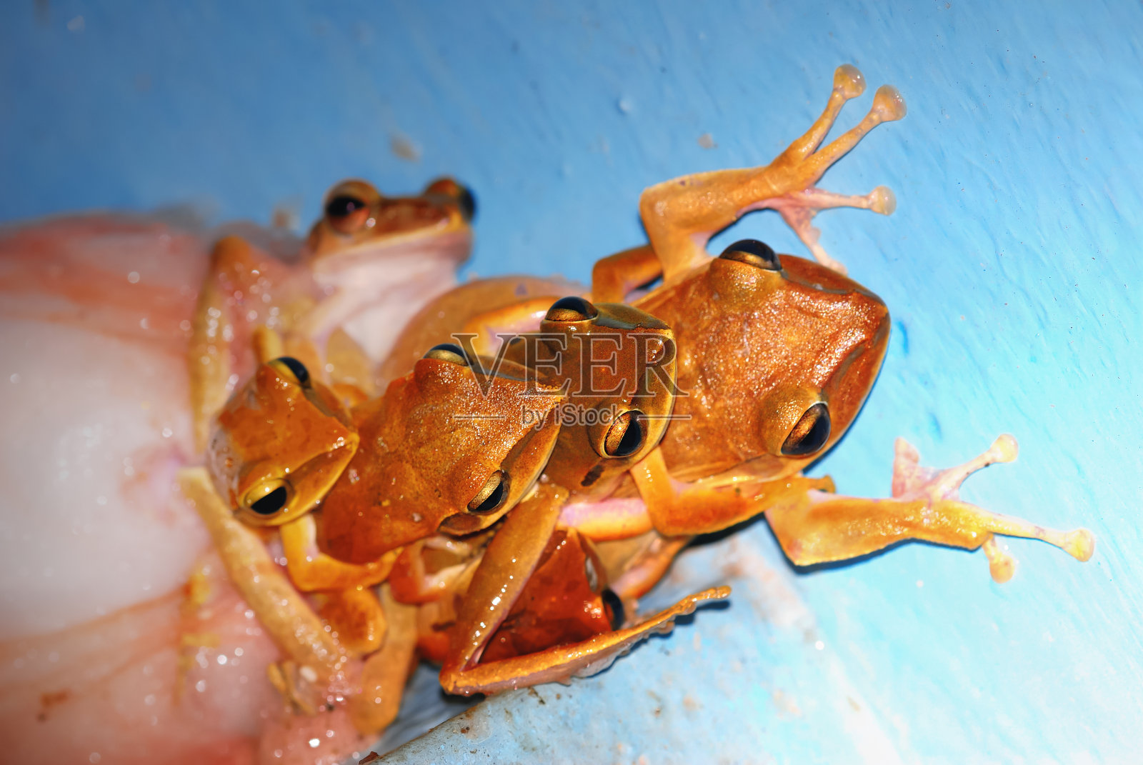 雄性的普通树蛙被雌性抱在背上繁殖,四只青蛙正在交配,在水面上的金属管道上用泡沫块产卵,泰国的两栖动物照片摄影图片