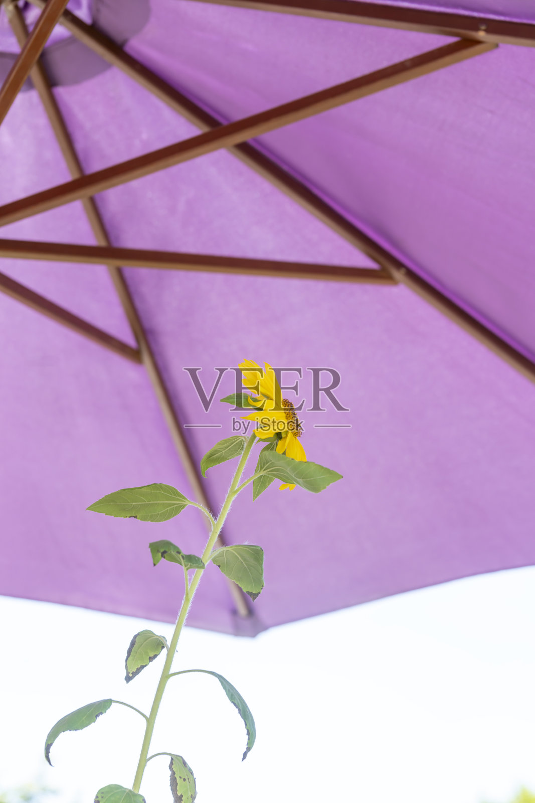 向日葵下的紫色阳伞照片摄影图片