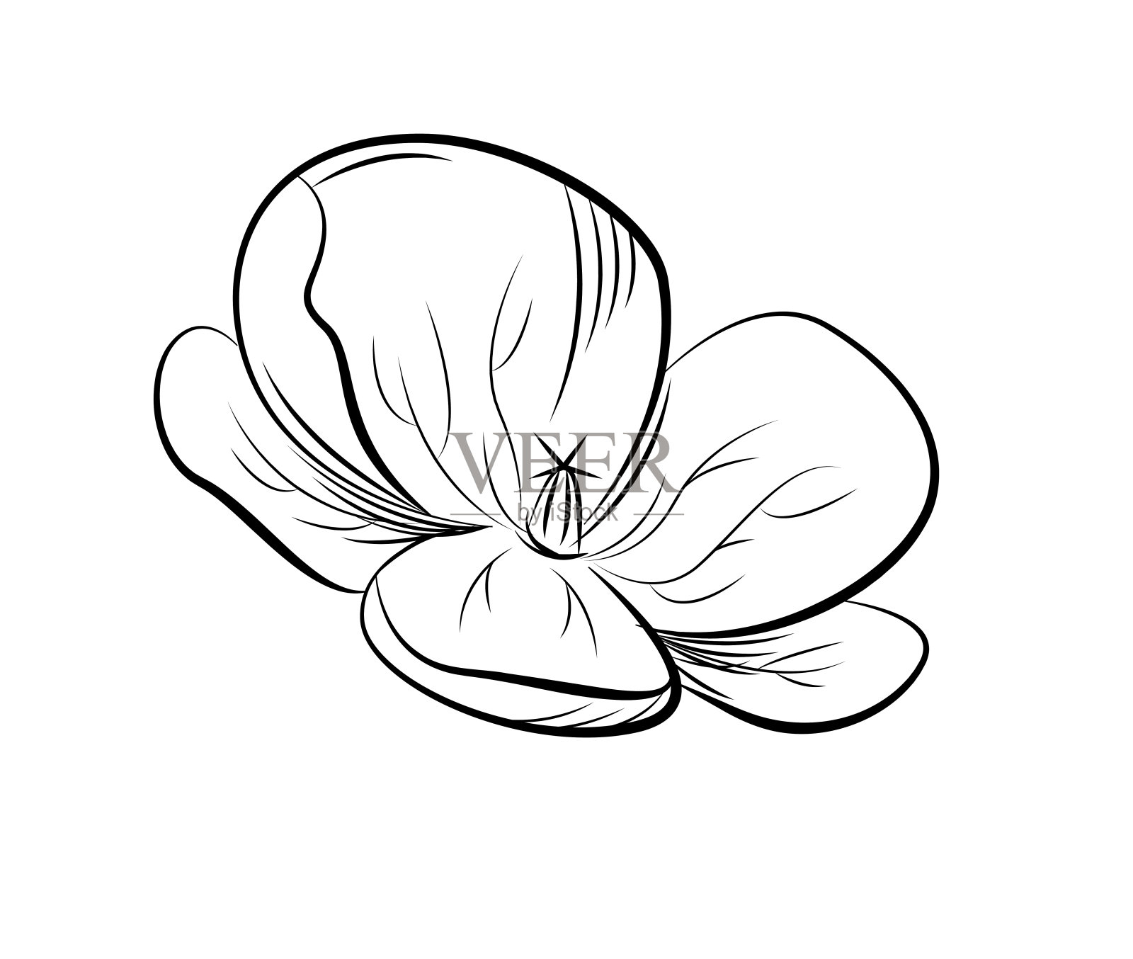 天竺葵。手绘矢量插图。插画图片素材