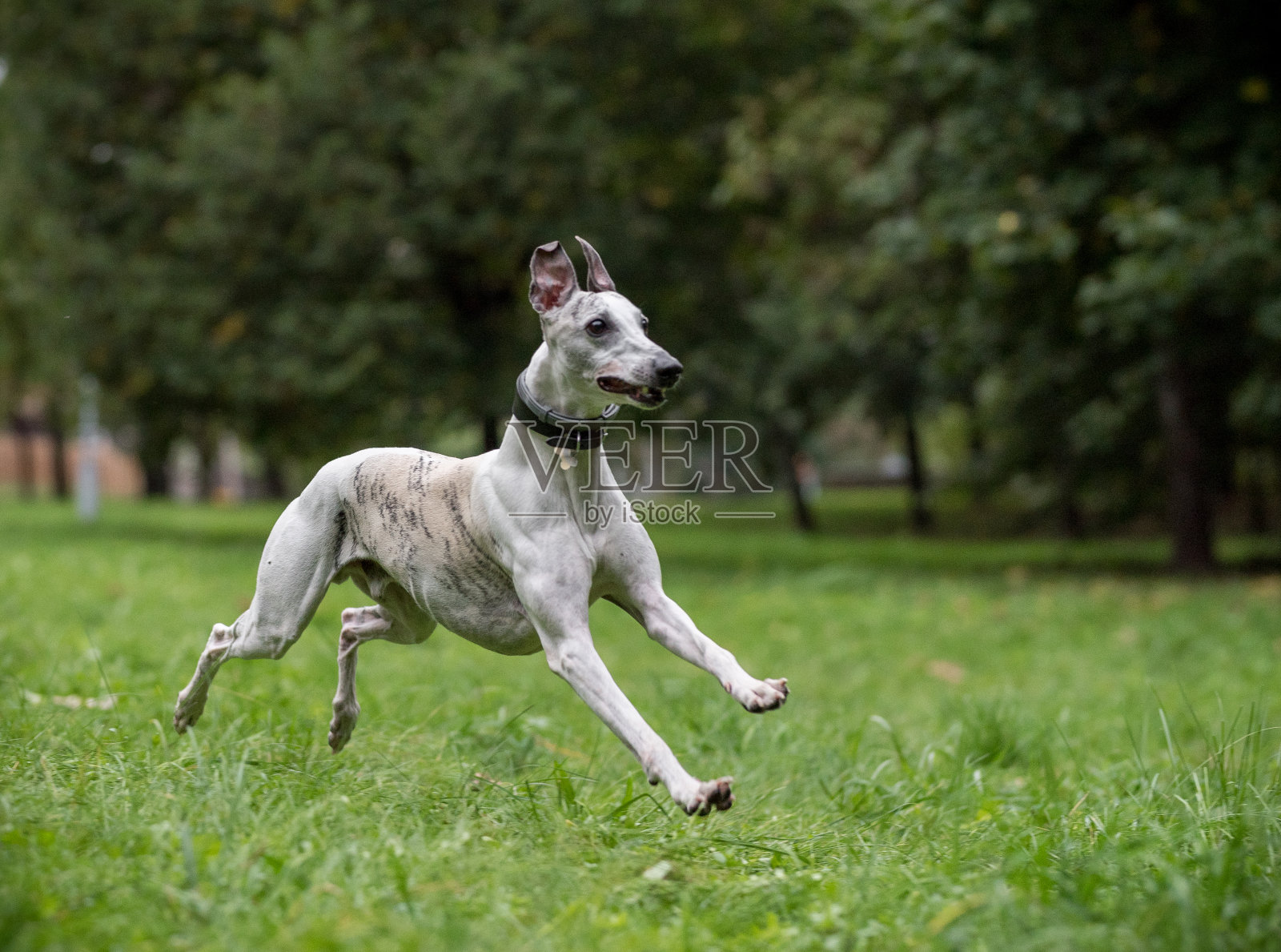 惠比特品种的狗在草地上奔跑。照片摄影图片