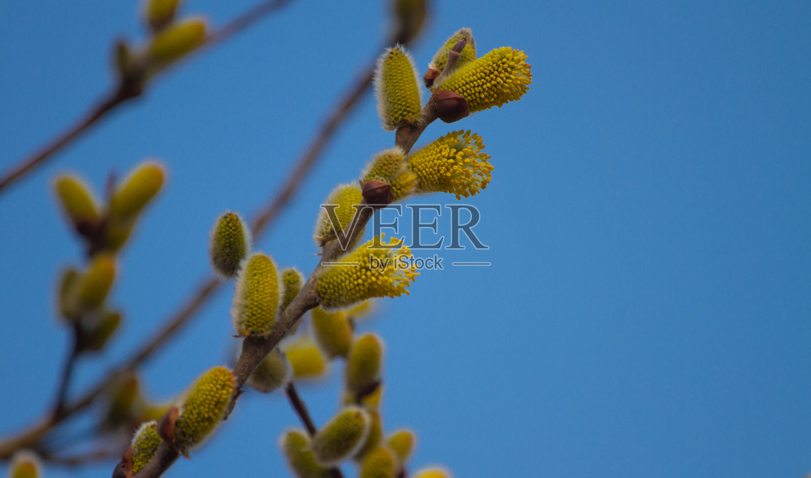 春林里的柳枝上长着嫩芽照片摄影图片