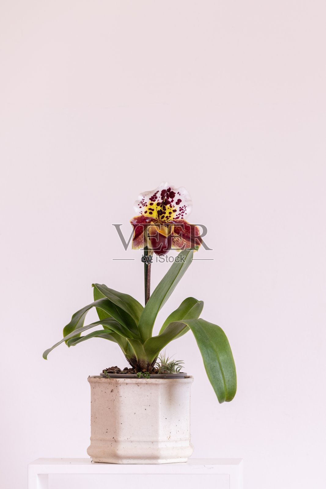 美丽的兰花在花-兜兰照片摄影图片