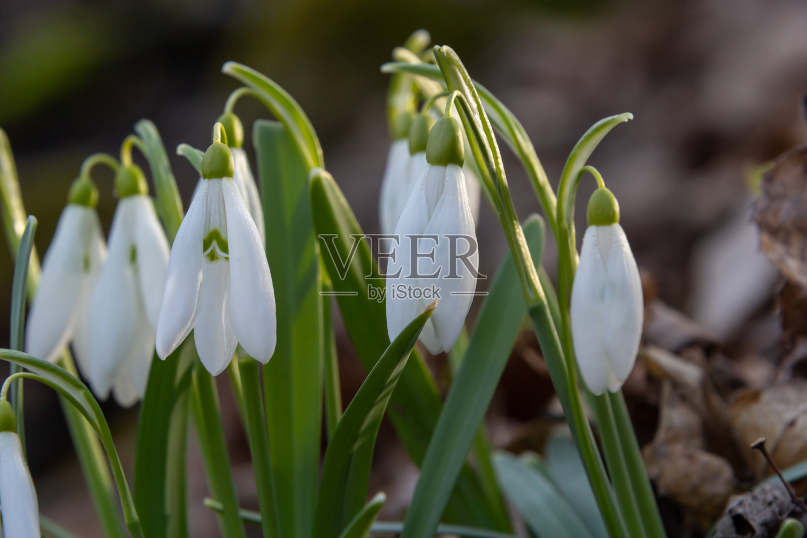 早春雪花莲、雪兰、选择性聚焦和扩散背景照片摄影图片