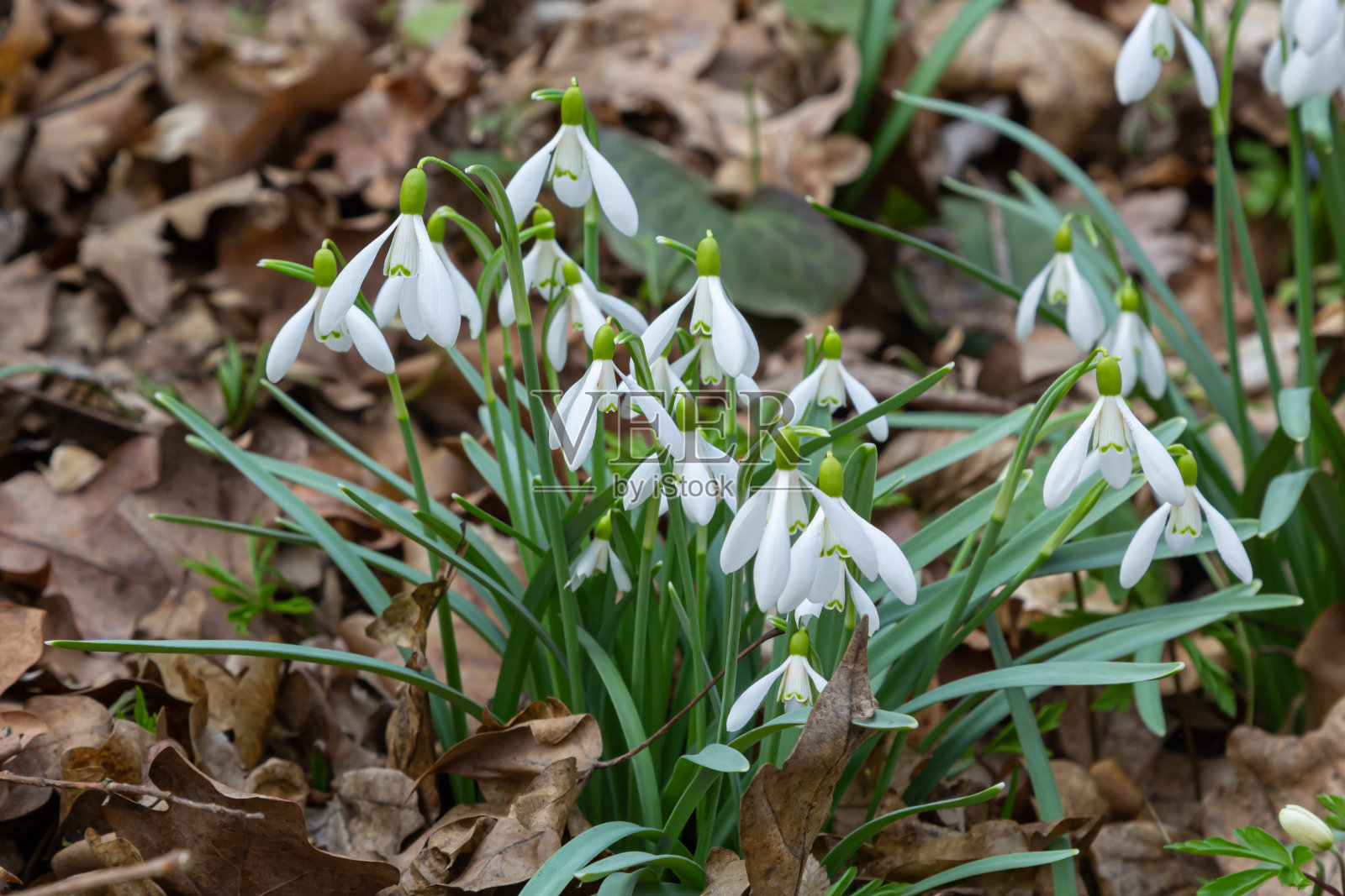 花园里的雪花莲,阳光。春天的第一朵美丽的雪花莲。常见的盛开的雪莲。雪兰在春林中开花。照片摄影图片