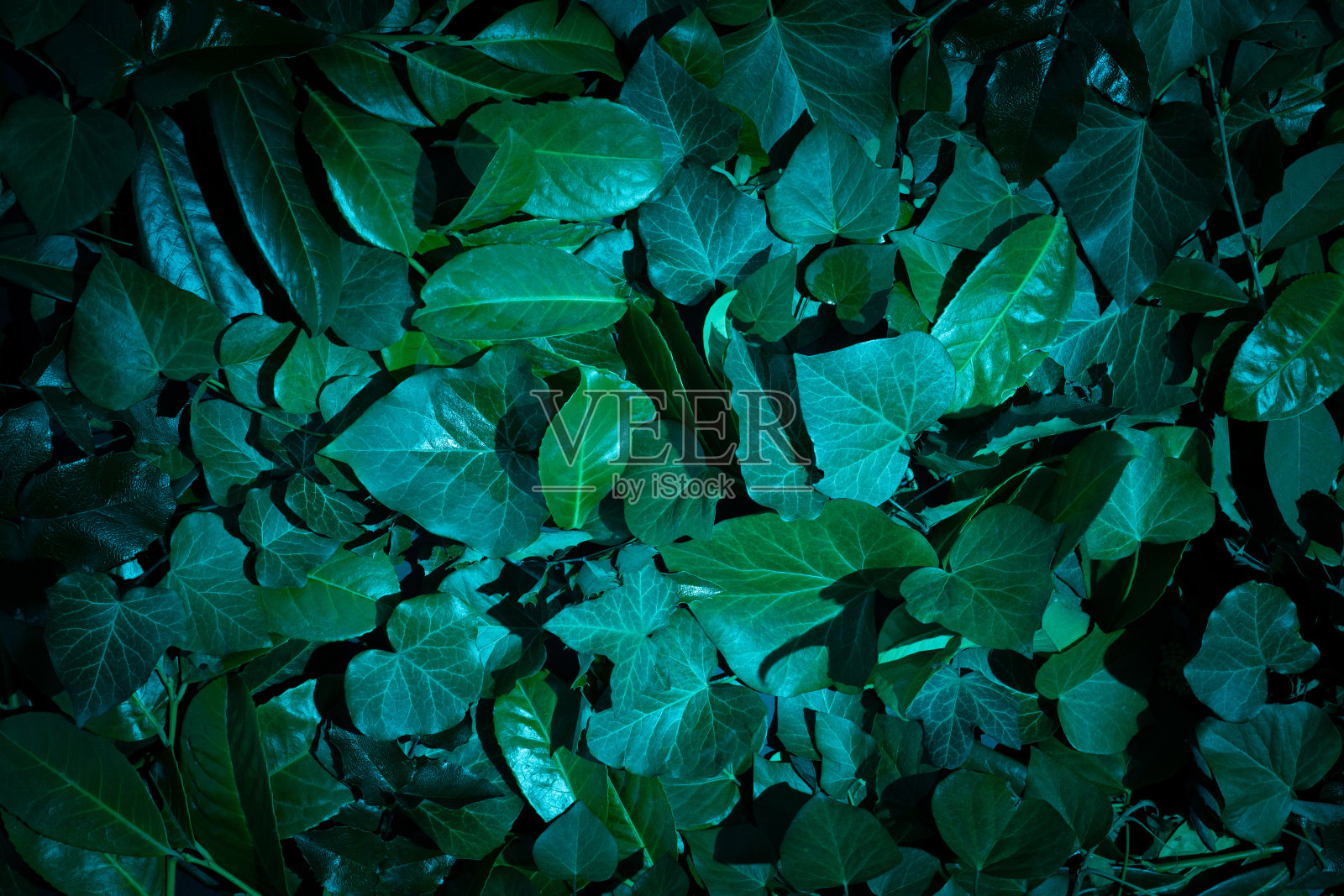 由绿叶做成的创意布局。平的。自然背景。照片摄影图片